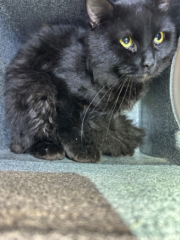 Picture of the Animal Listed