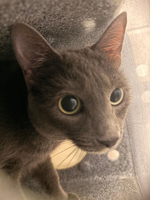 Picture of the Animal Listed