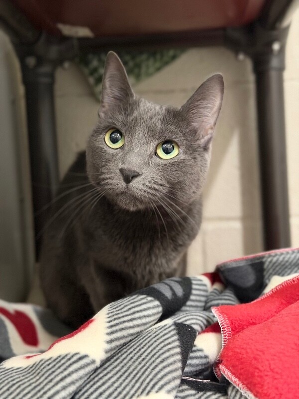 Picture of the Animal Listed