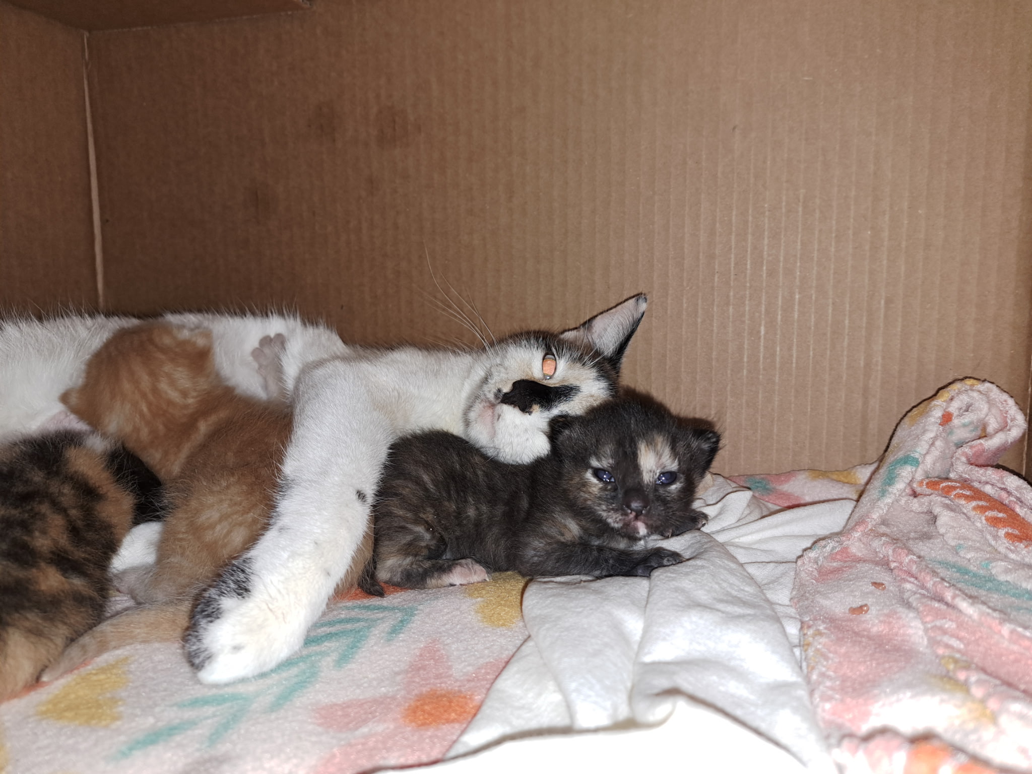 Picture of the Animal Listed