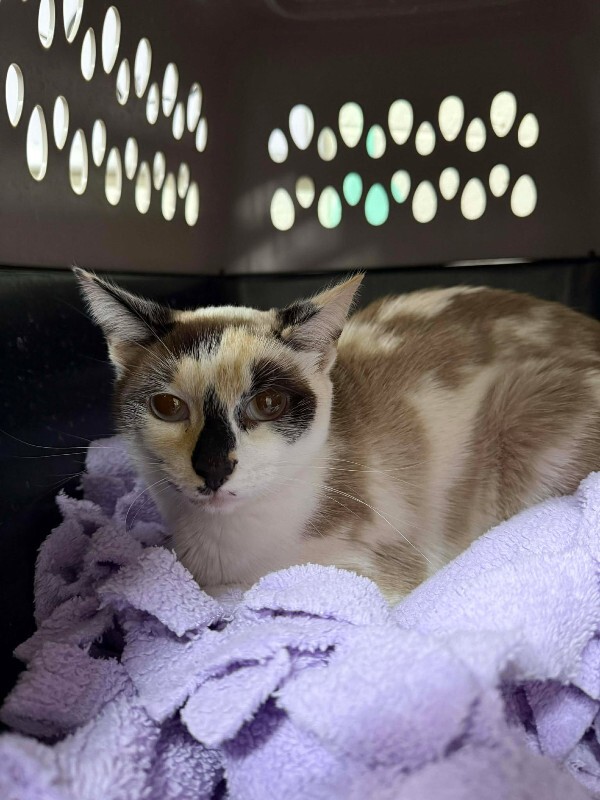 Picture of the Animal Listed