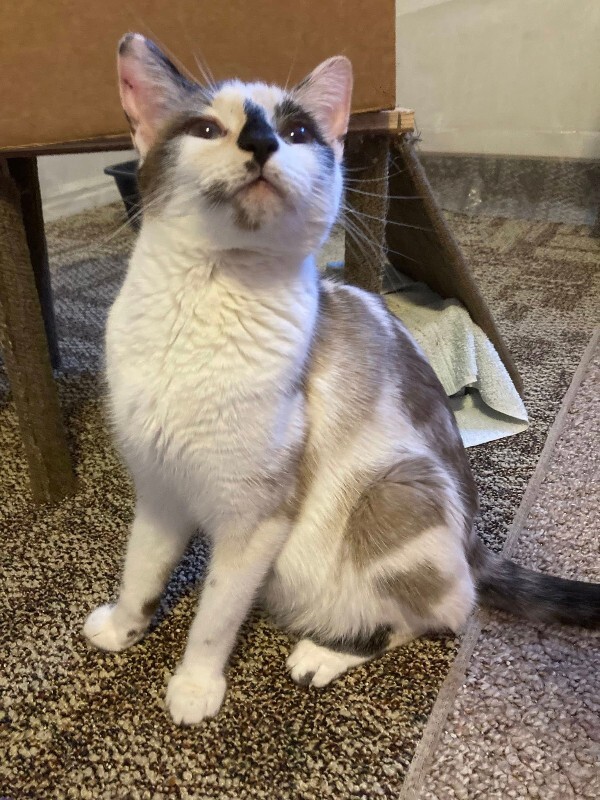 Picture of the Animal Listed