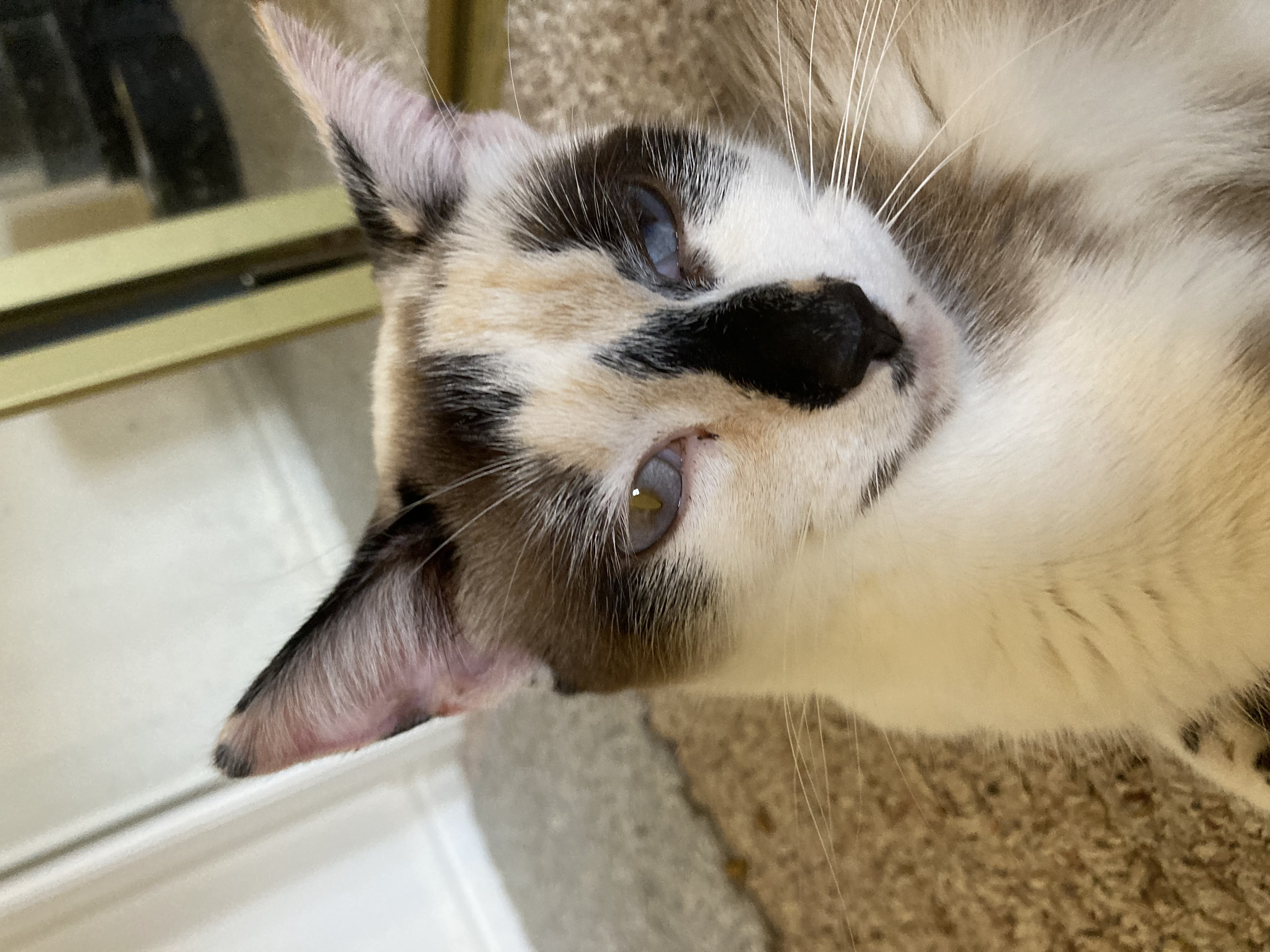 Picture of the Animal Listed