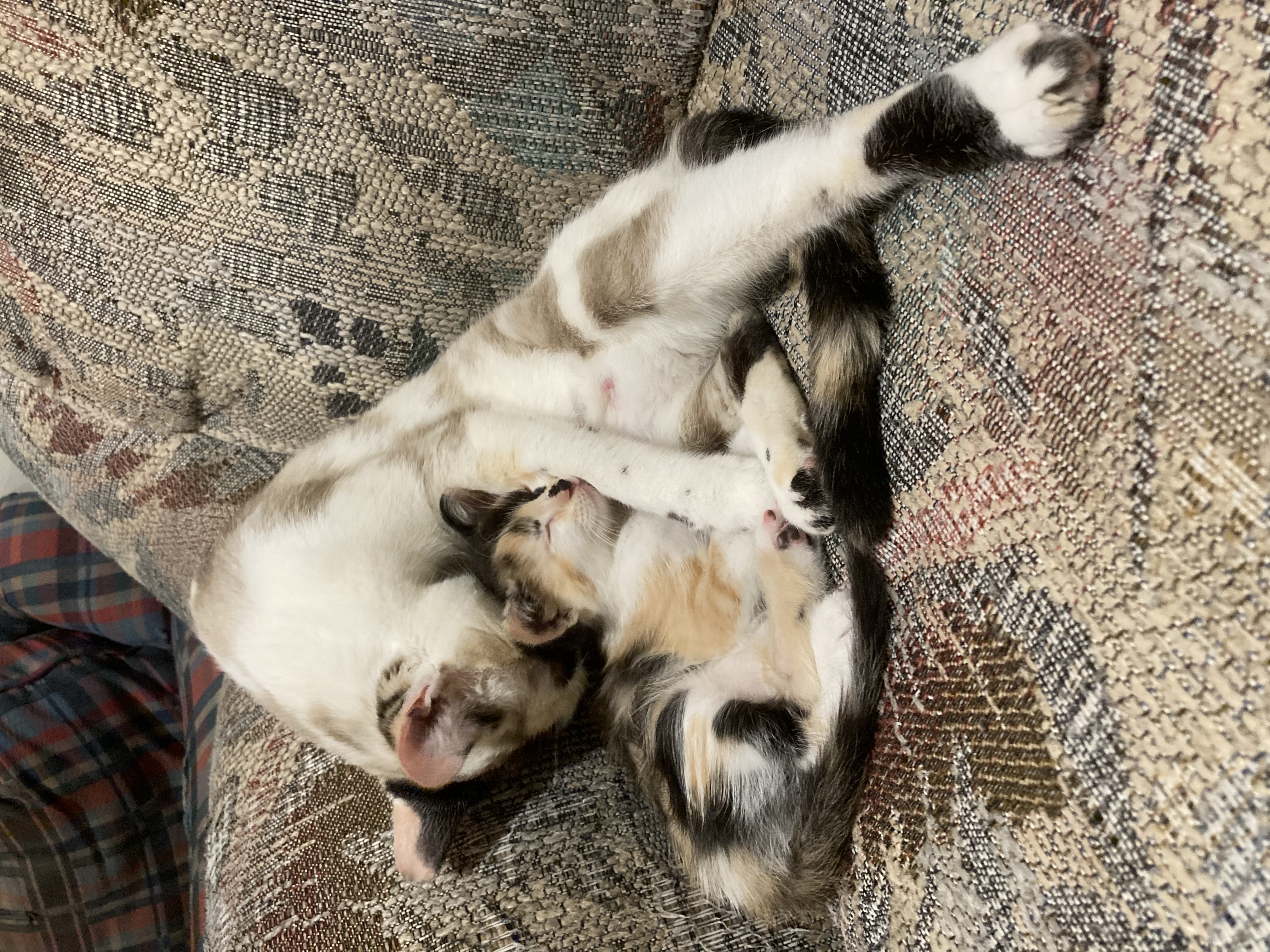 Picture of the Animal Listed