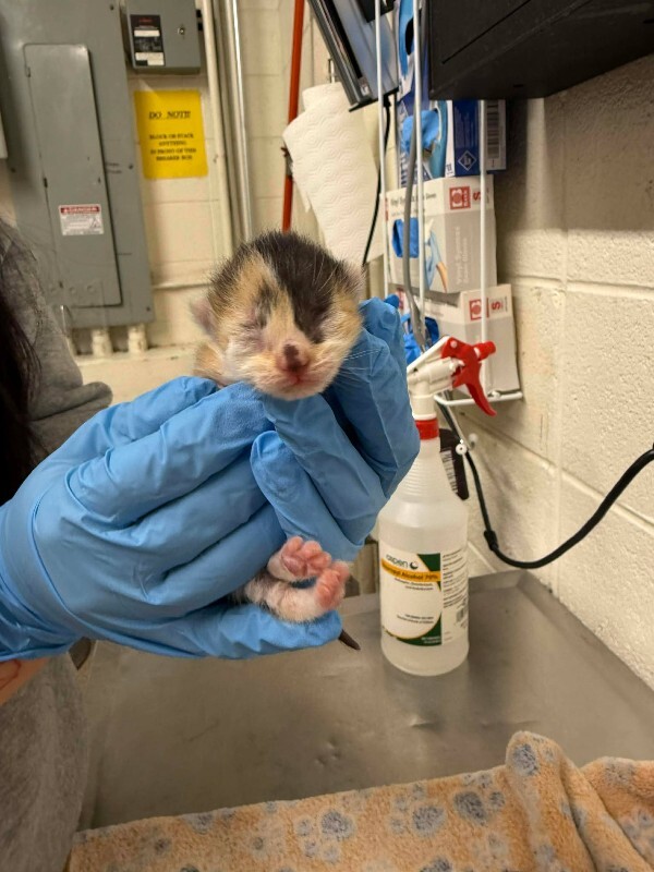 Picture of the Animal Listed