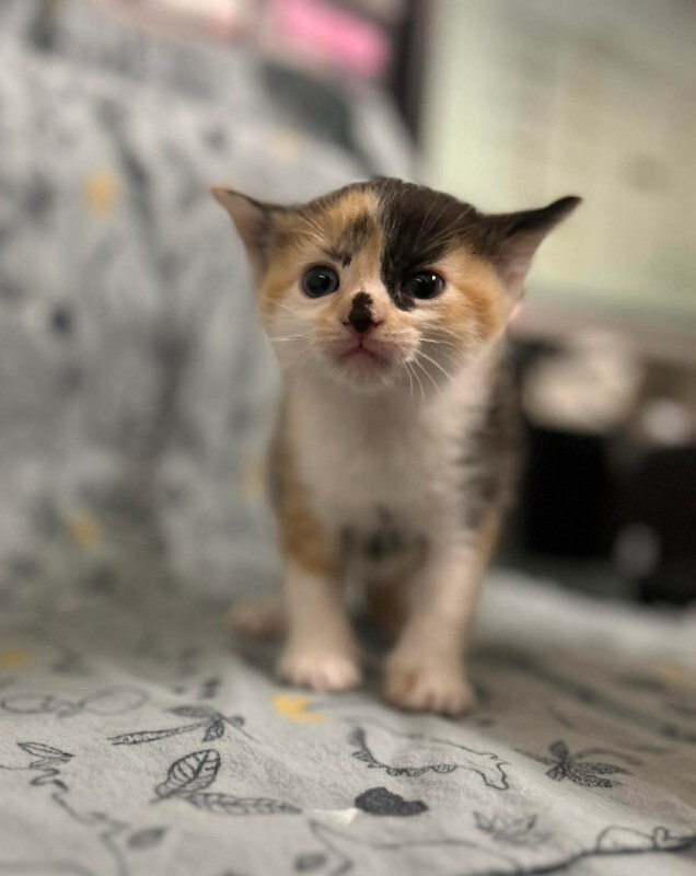 Picture of the Animal Listed