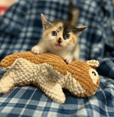 Picture of the Animal Listed