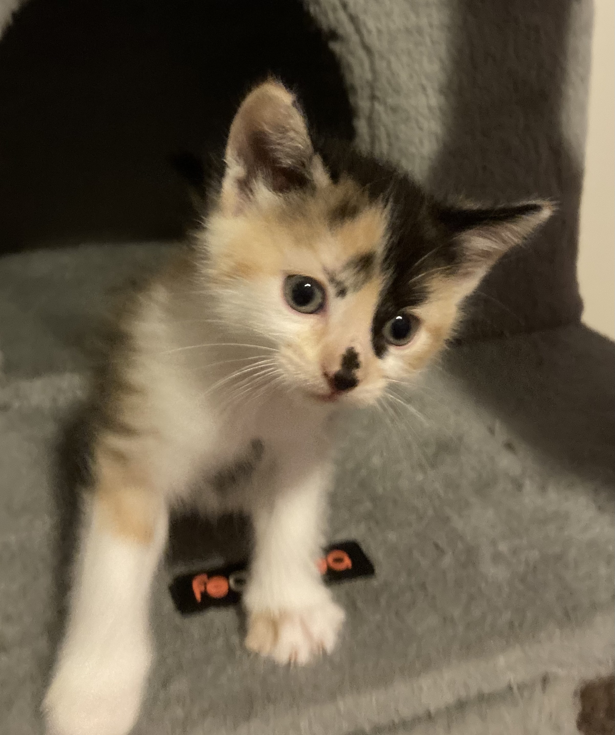 Picture of the Animal Listed