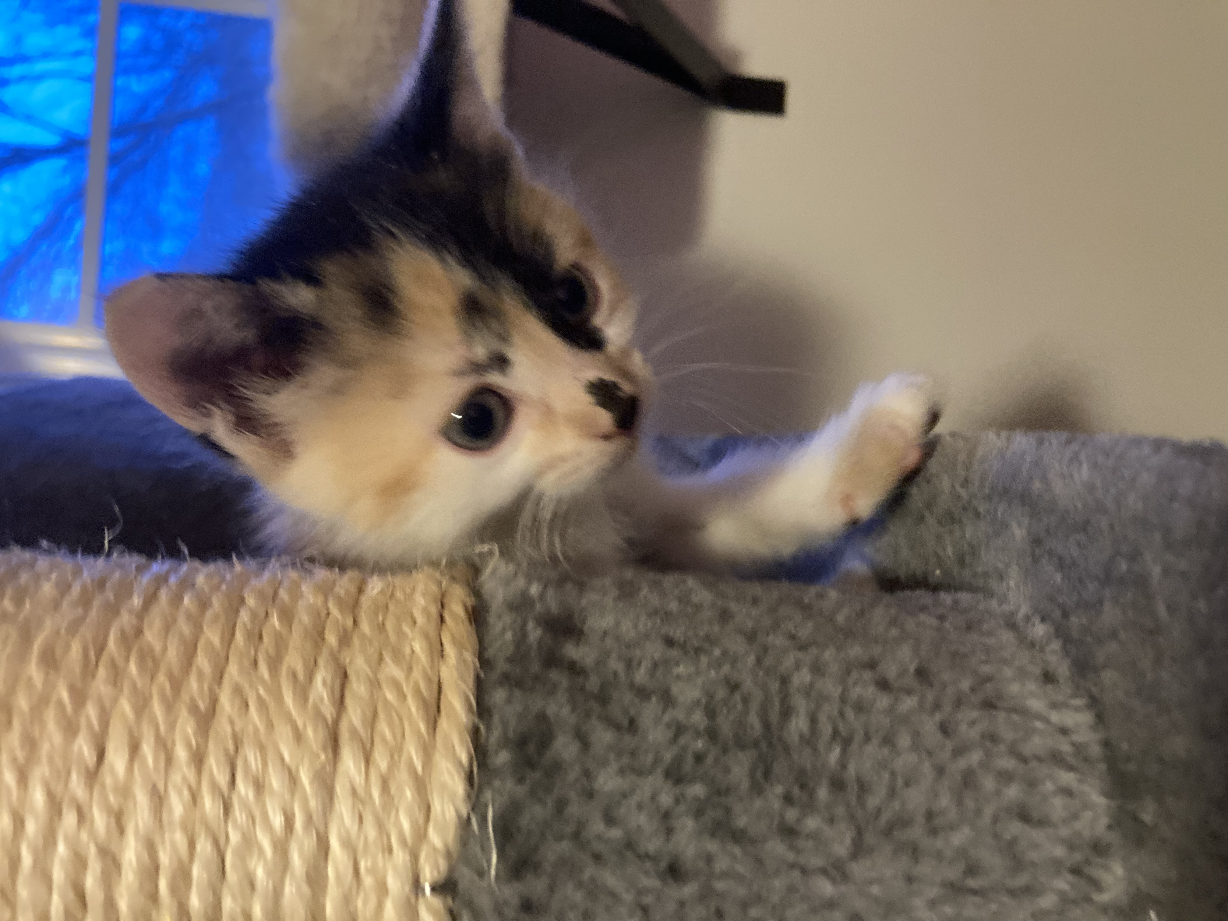 Picture of the Animal Listed