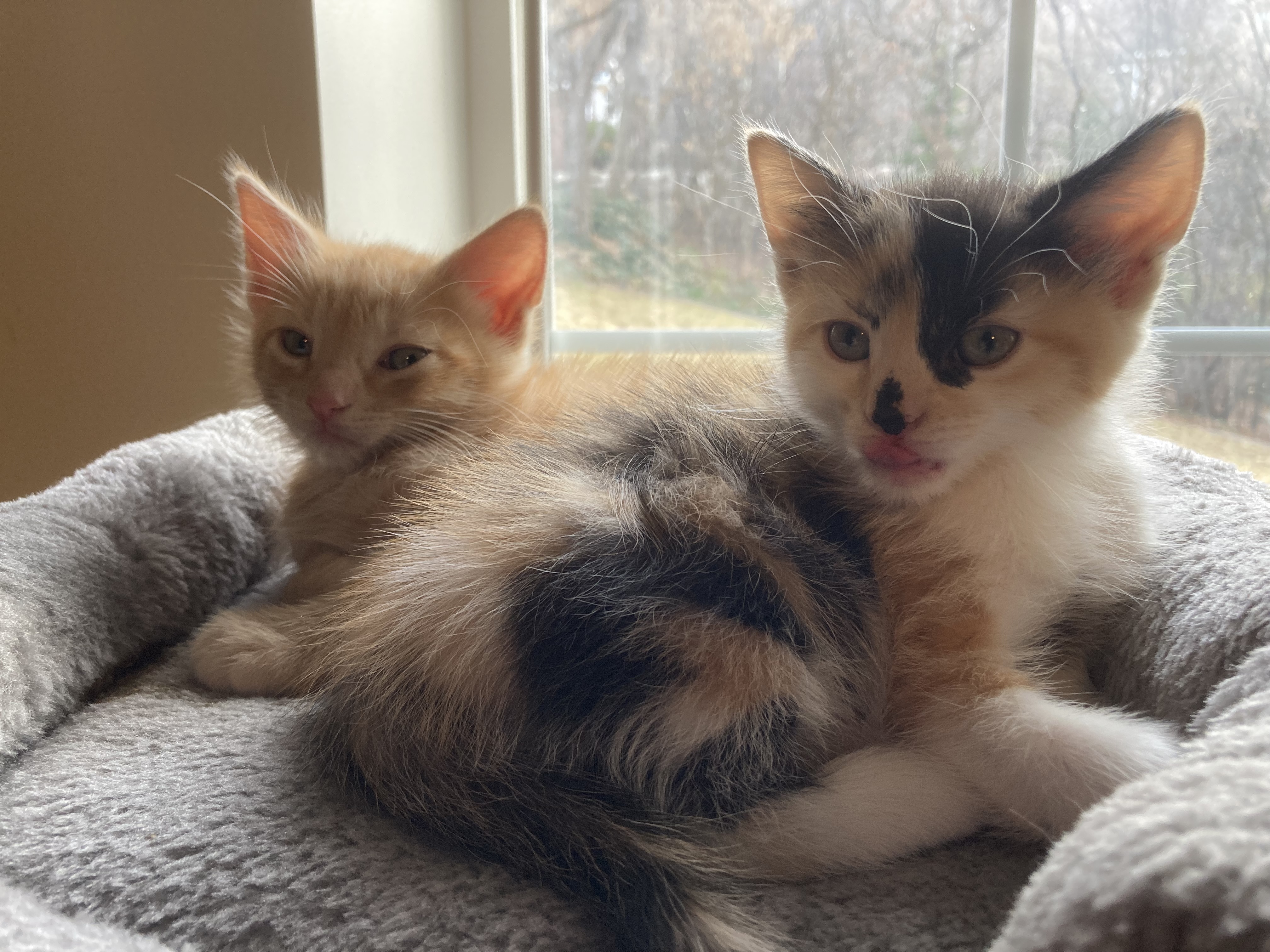 Picture of the Animal Listed