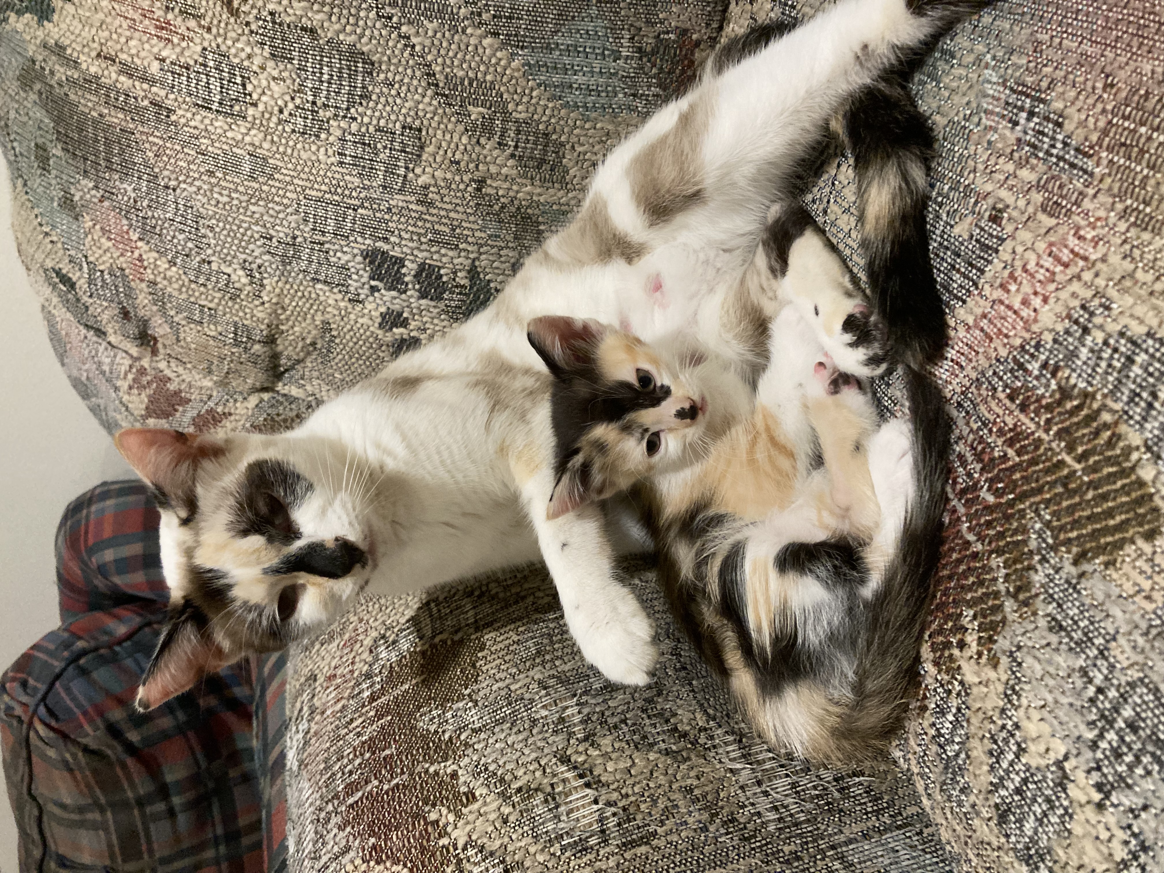 Picture of the Animal Listed