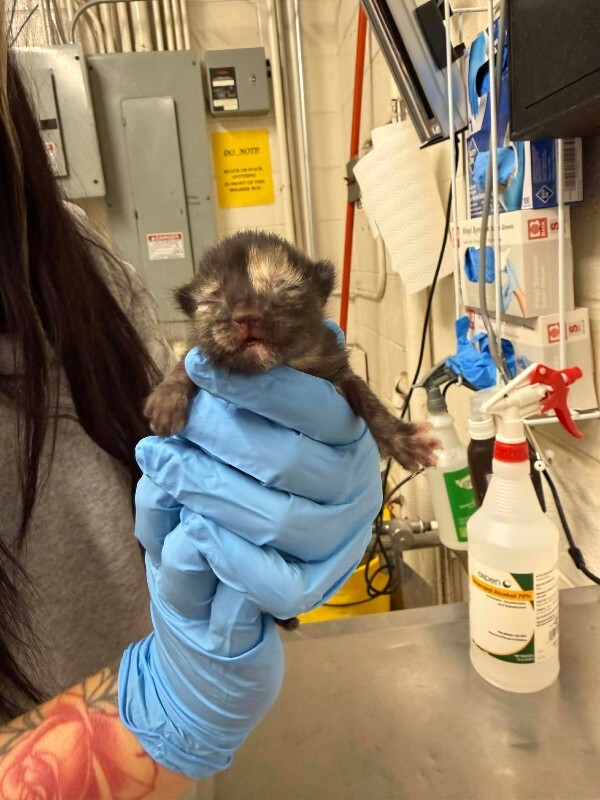 Picture of the Animal Listed