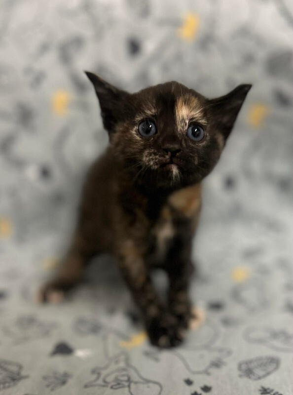 Picture of the Animal Listed