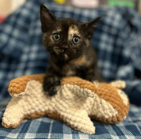 Picture of the Animal Listed