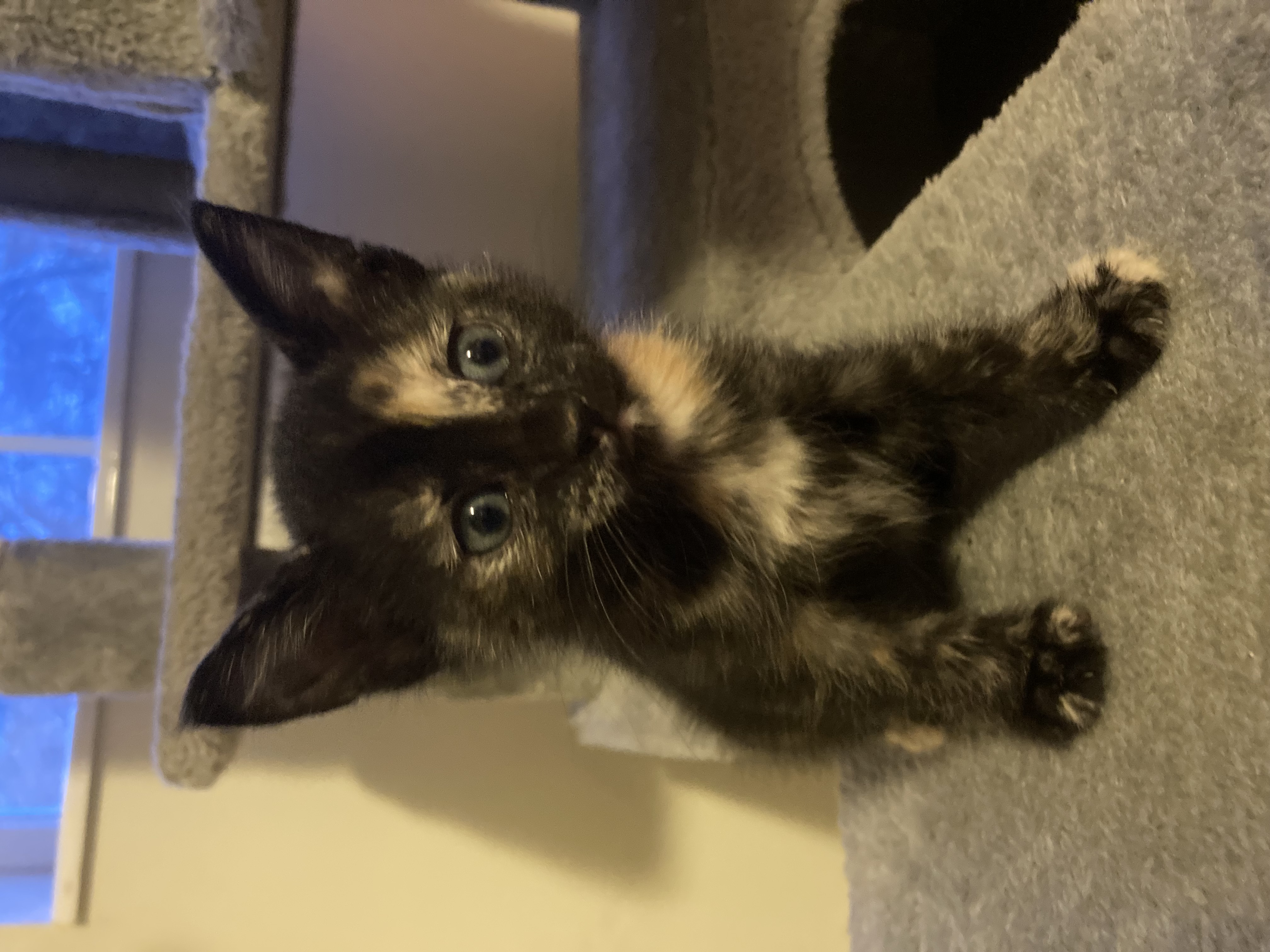 Picture of the Animal Listed