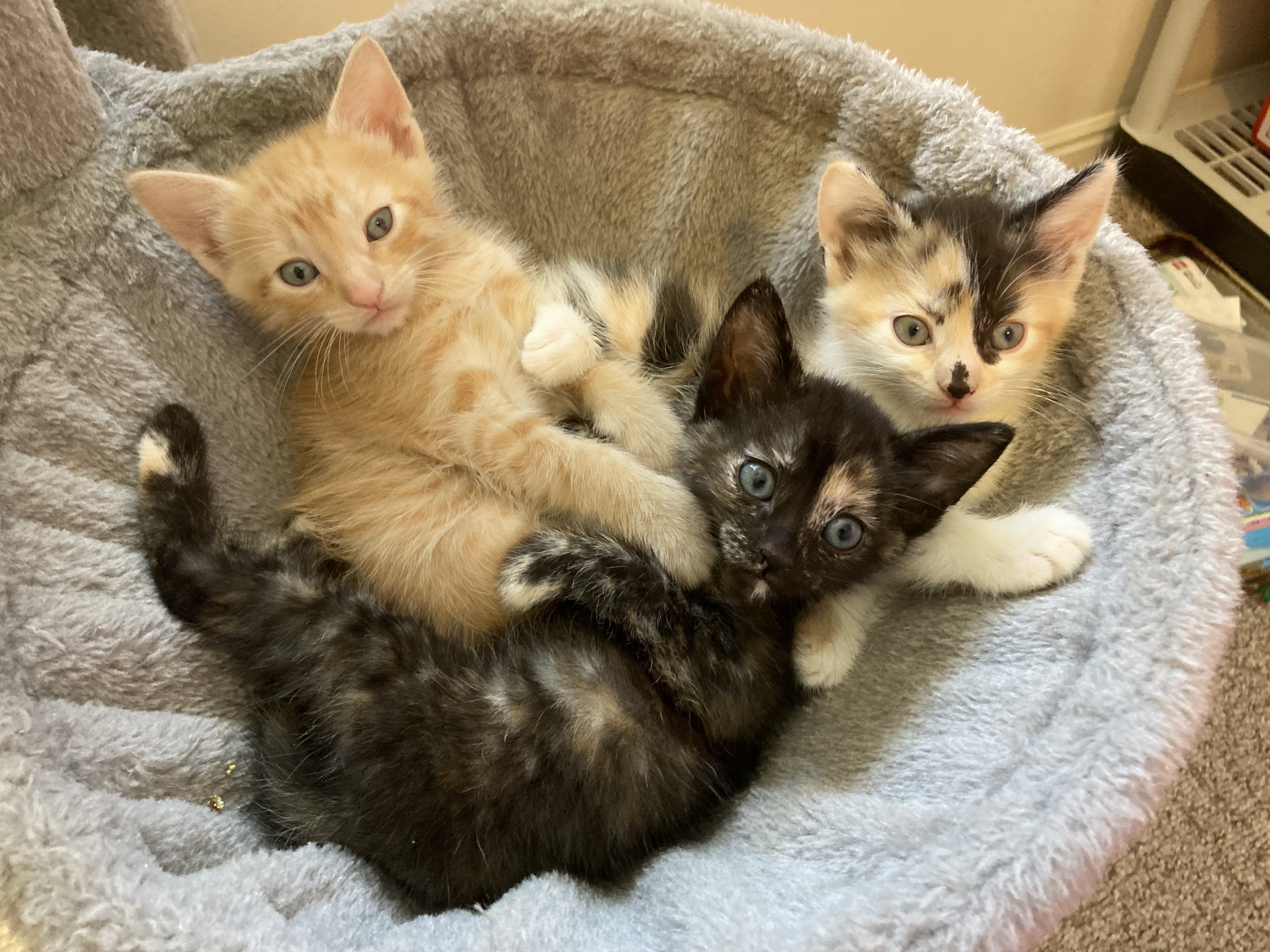 Picture of the Animal Listed