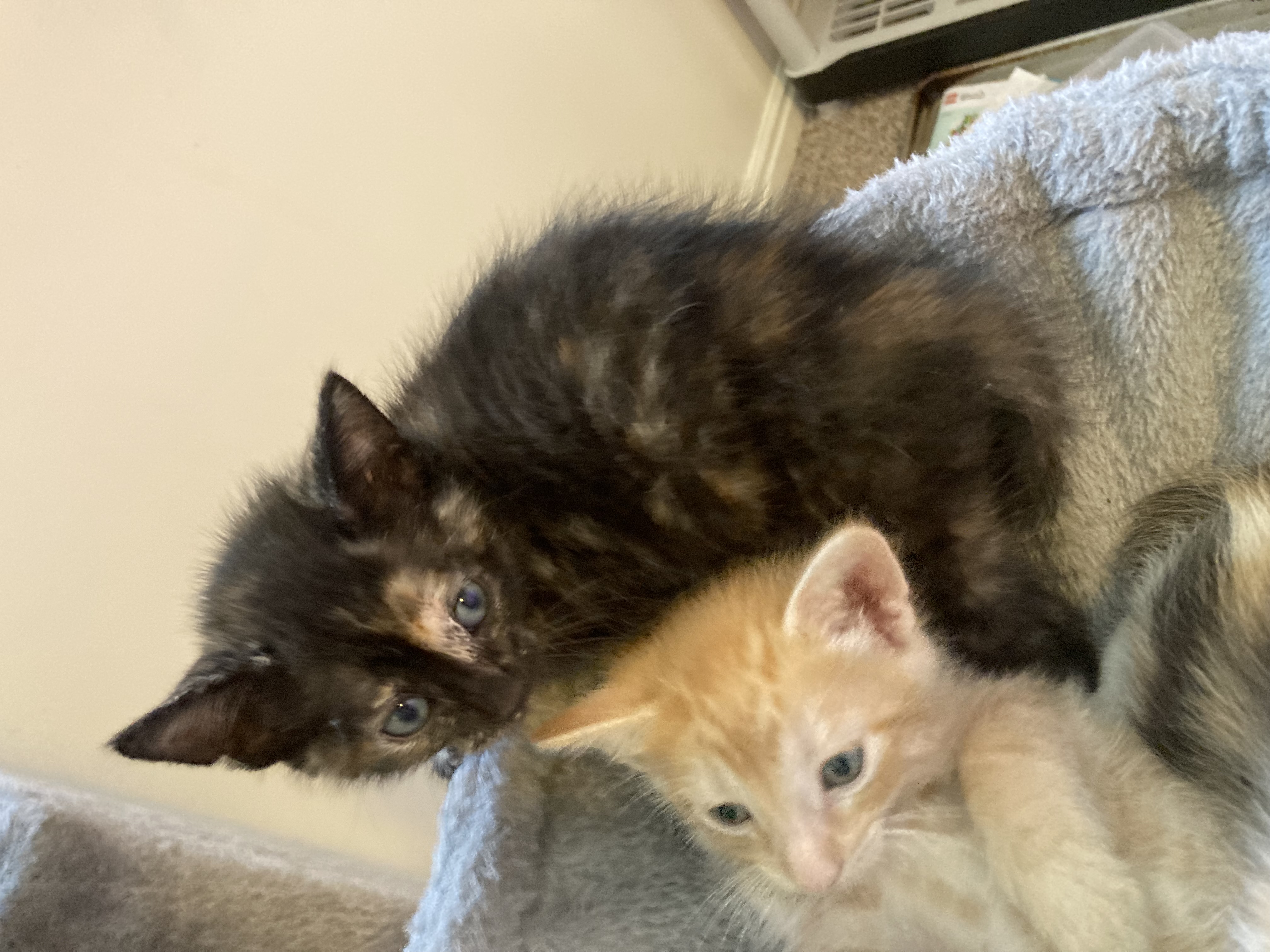 Picture of the Animal Listed