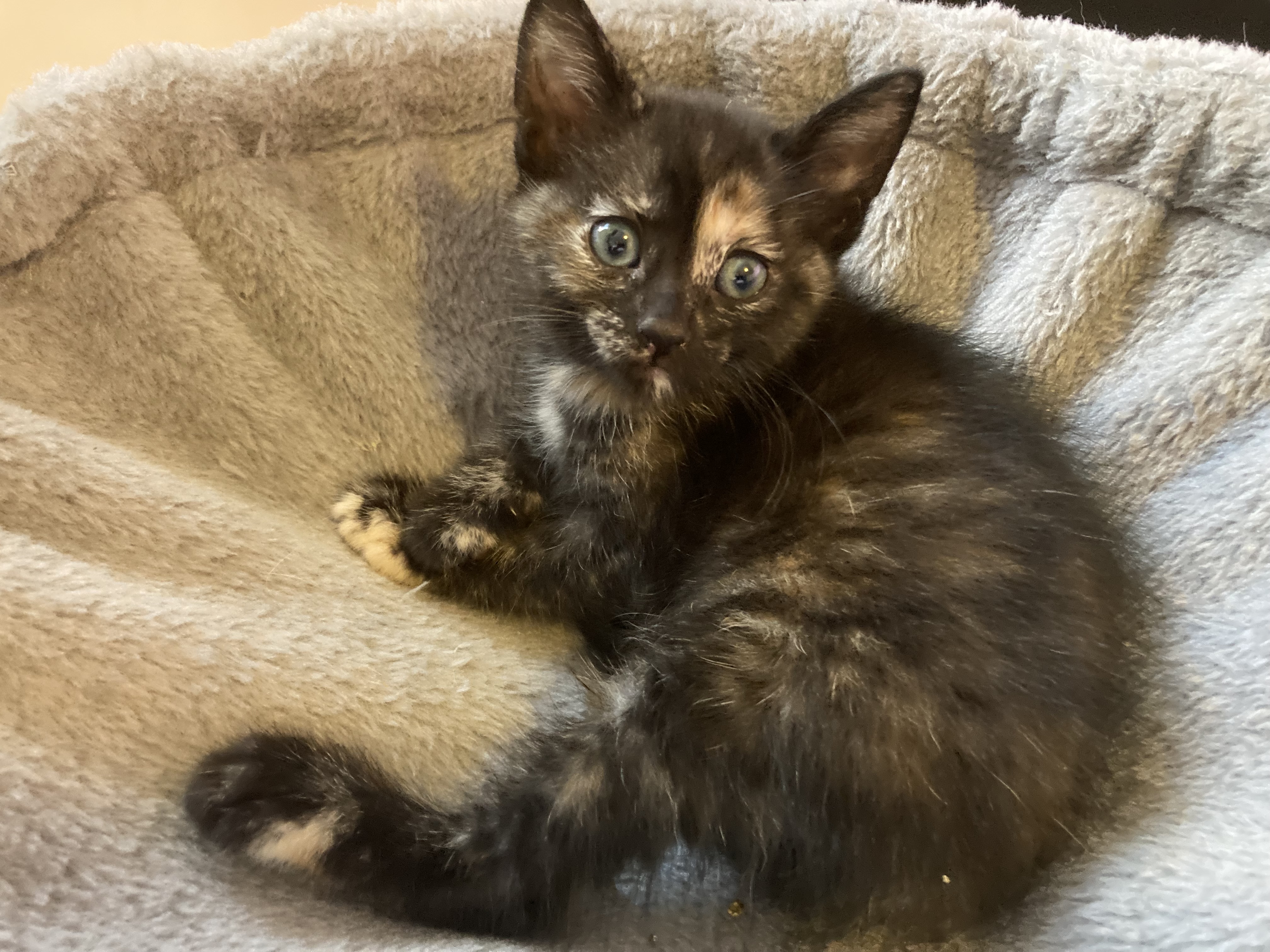 Picture of the Animal Listed