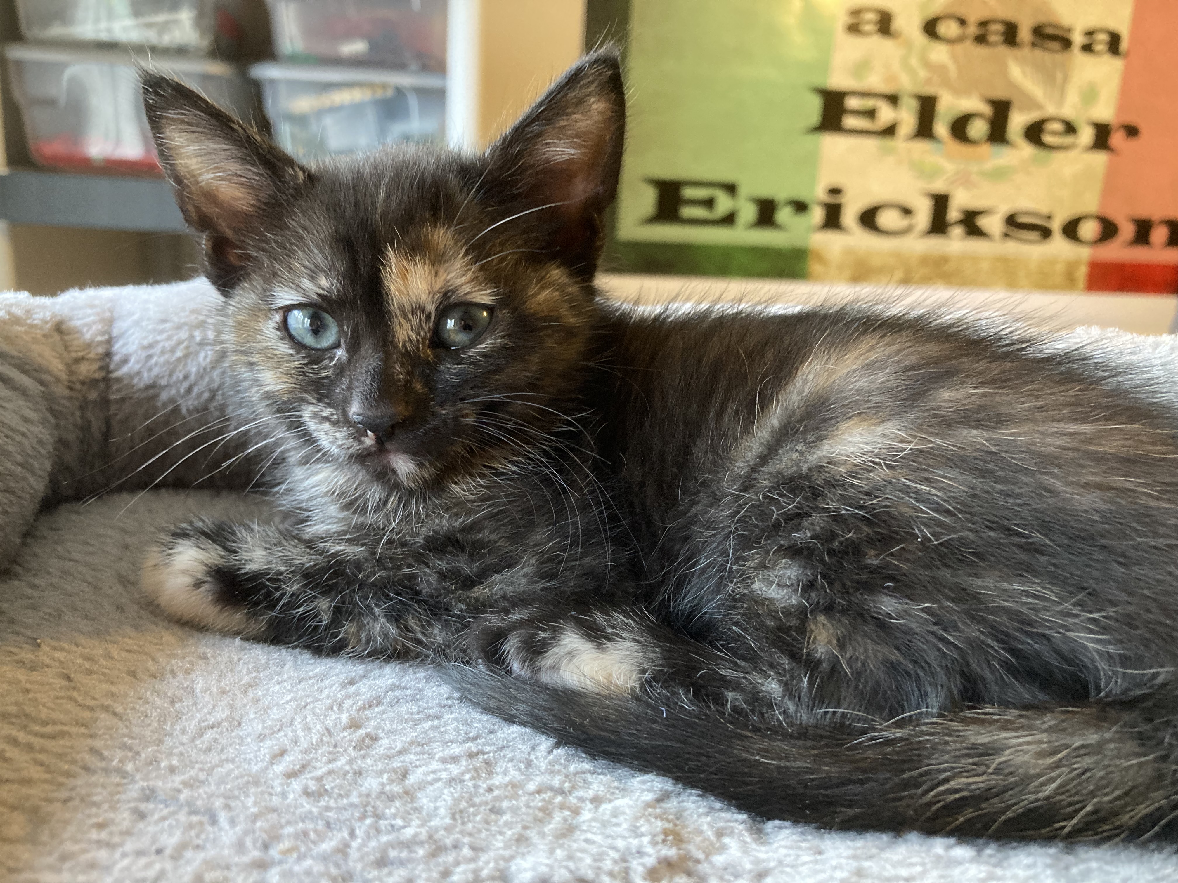 Picture of the Animal Listed