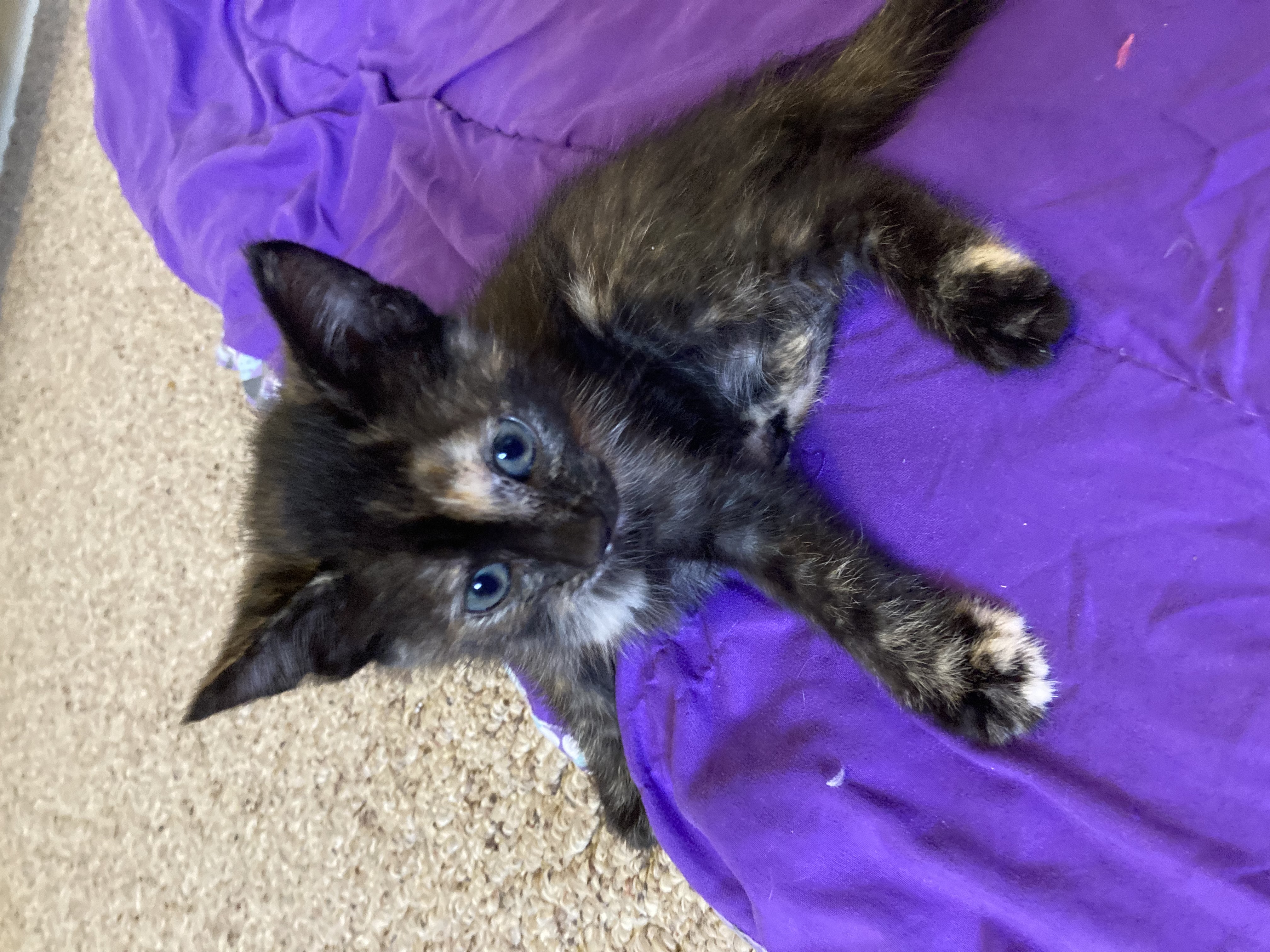 Picture of the Animal Listed