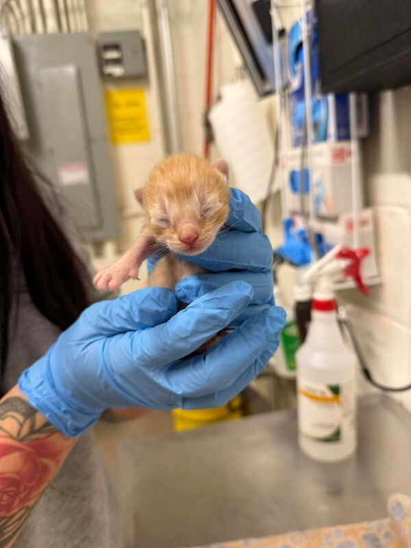 Picture of the Animal Listed