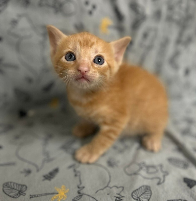 Picture of the Animal Listed