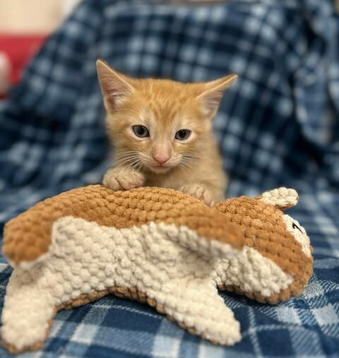 Picture of the Animal Listed