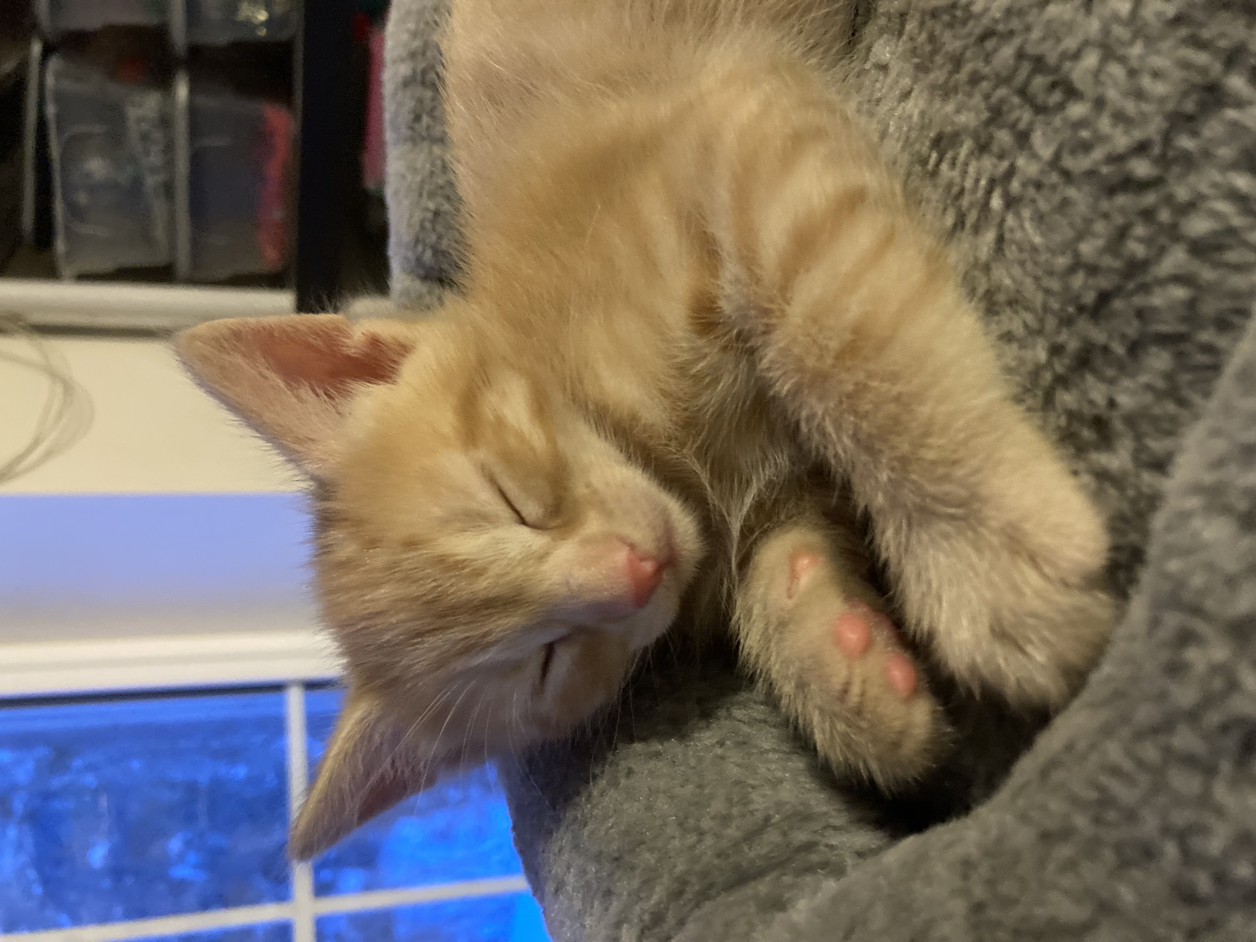 Picture of the Animal Listed