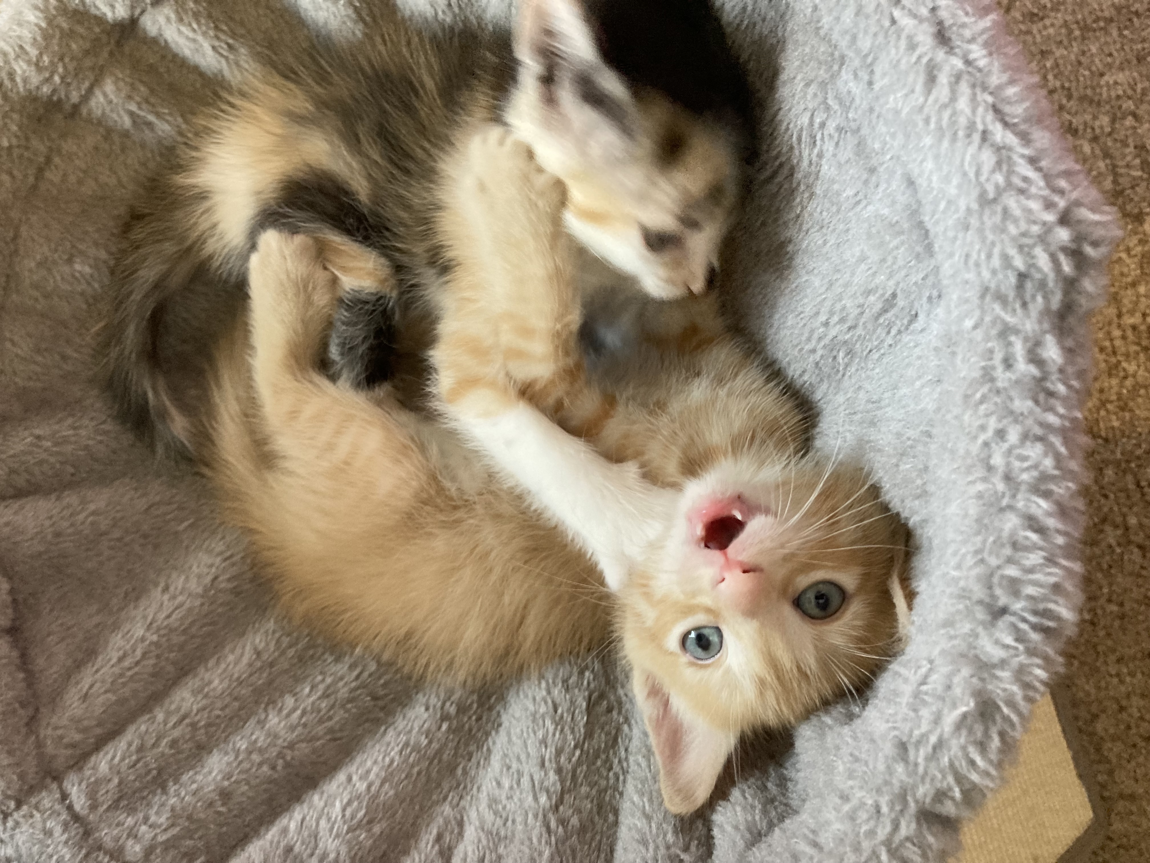 Picture of the Animal Listed