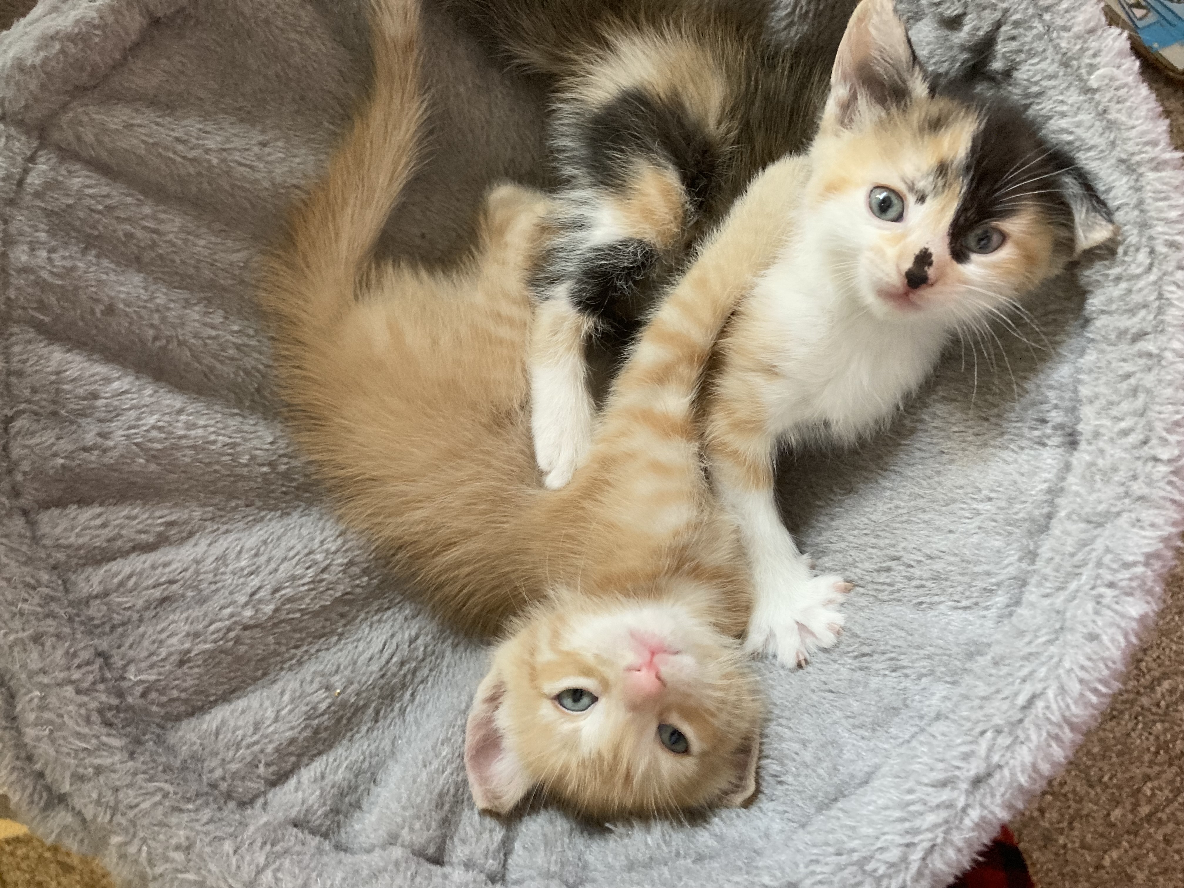 Picture of the Animal Listed