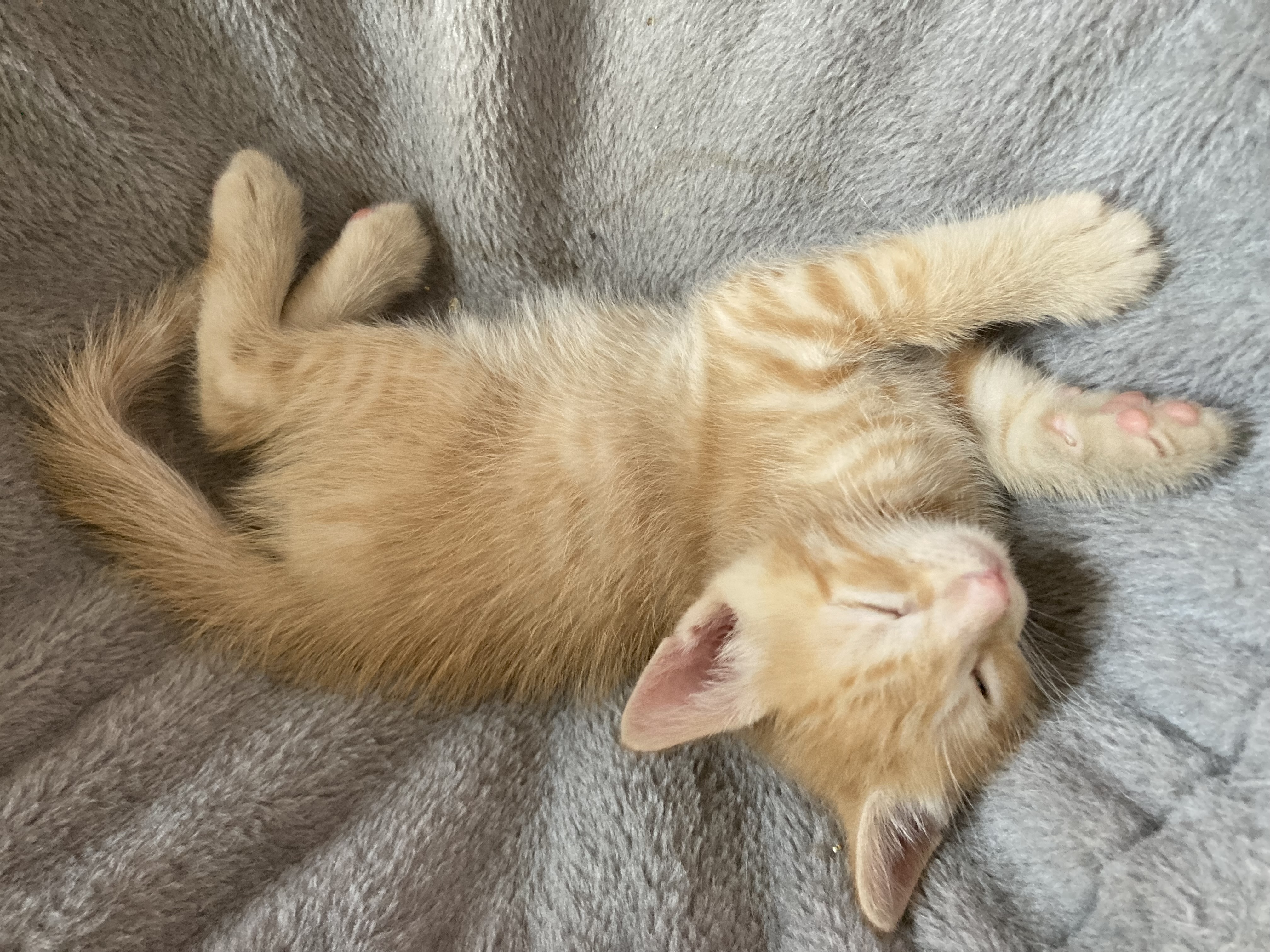 Picture of the Animal Listed