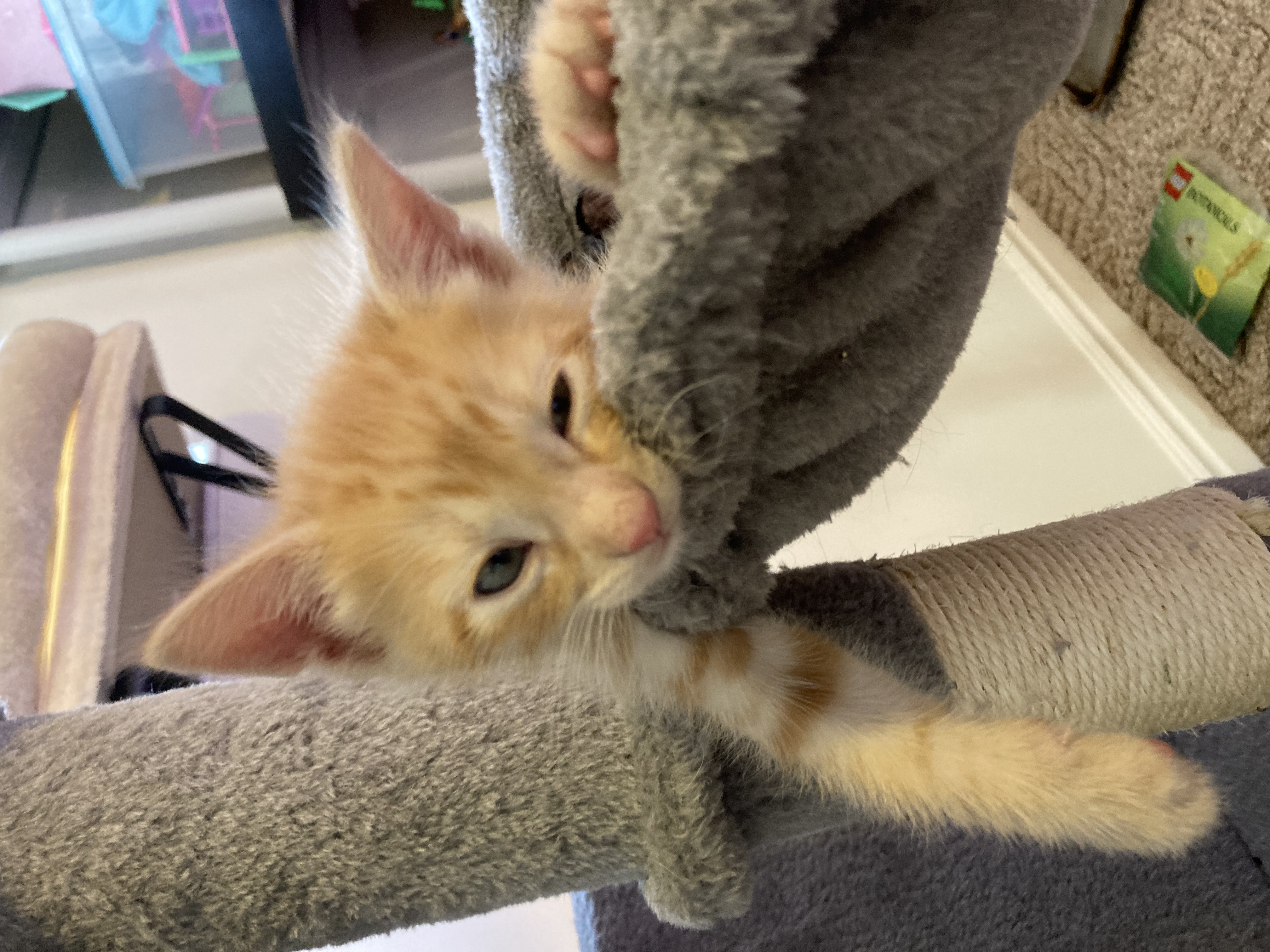 Picture of the Animal Listed