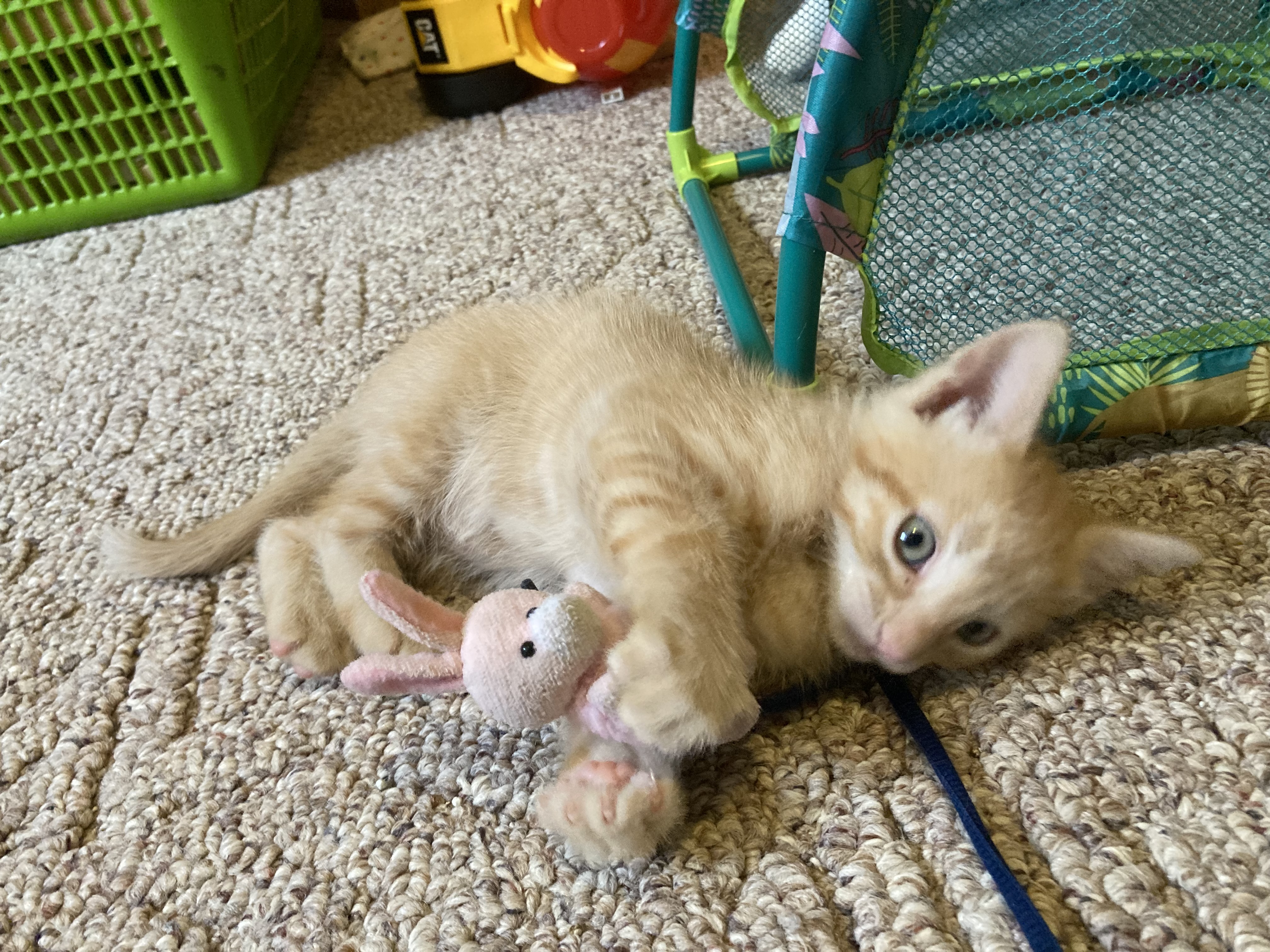 Picture of the Animal Listed