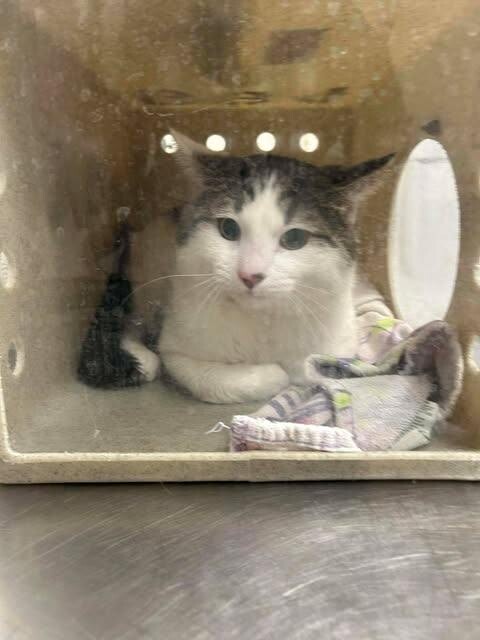 Picture of the Animal Listed