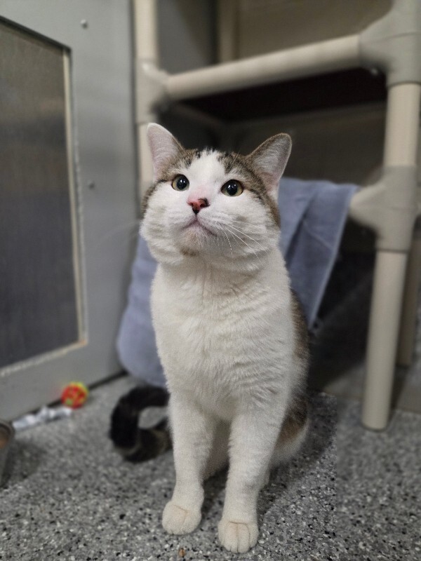 Picture of the Animal Listed