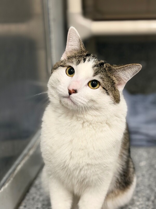 Picture of the Animal Listed