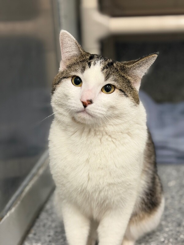 Picture of the Animal Listed