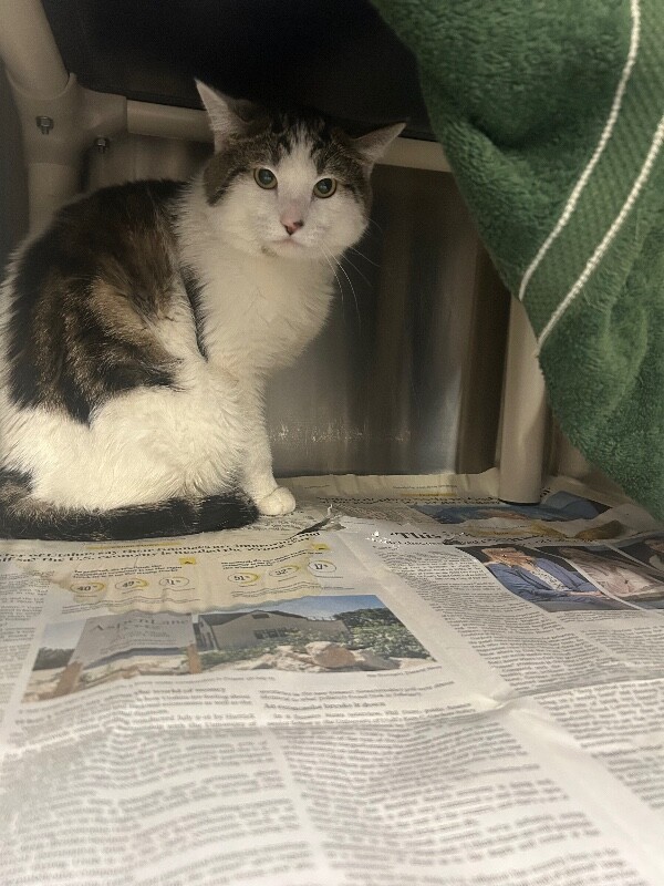 Picture of the Animal Listed