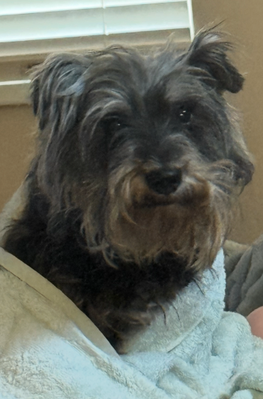 Picture of the Animal Listed