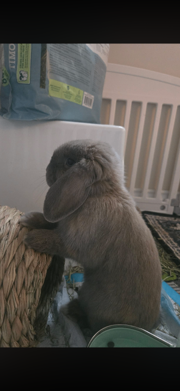 Picture of the Animal Listed