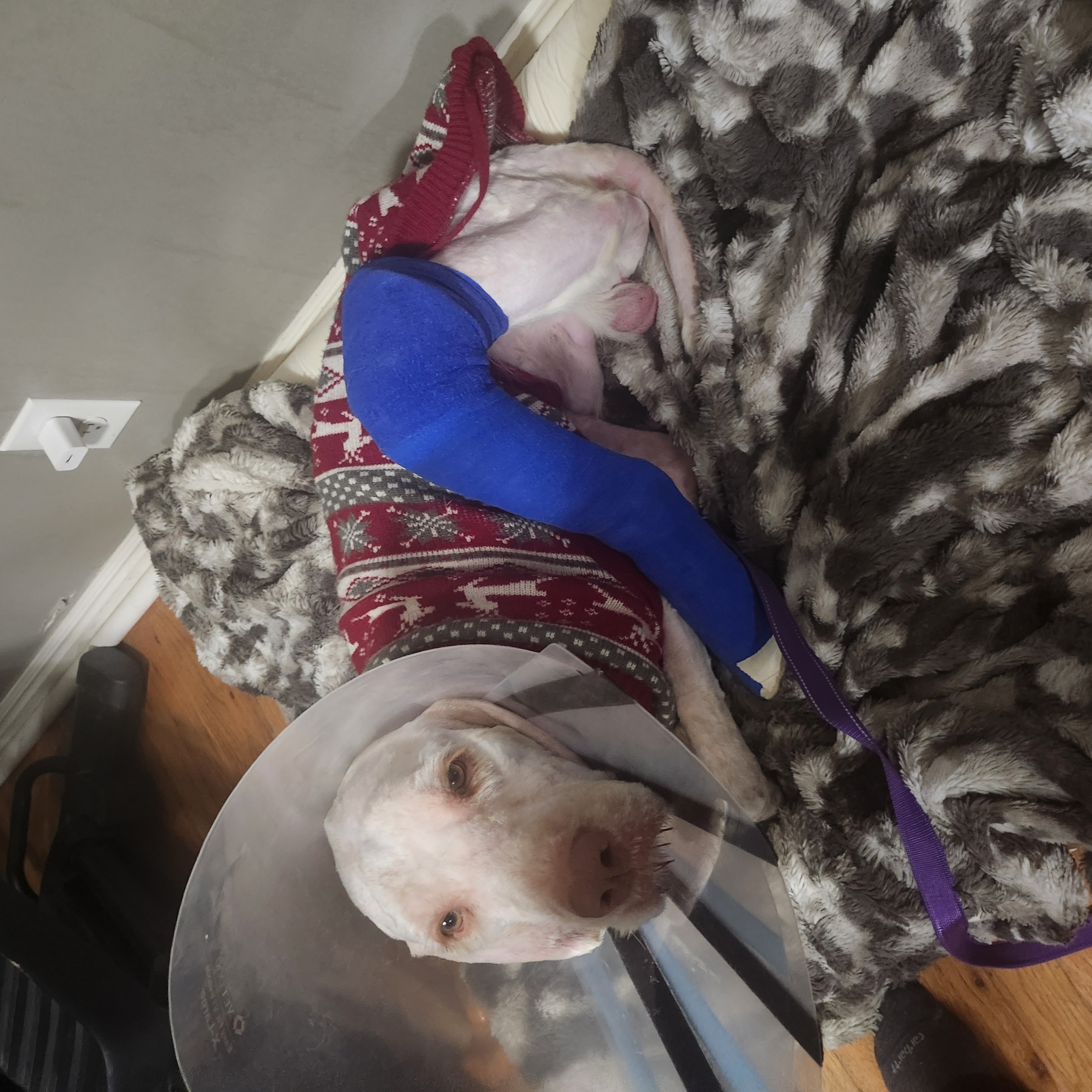 Picture of the Animal Listed