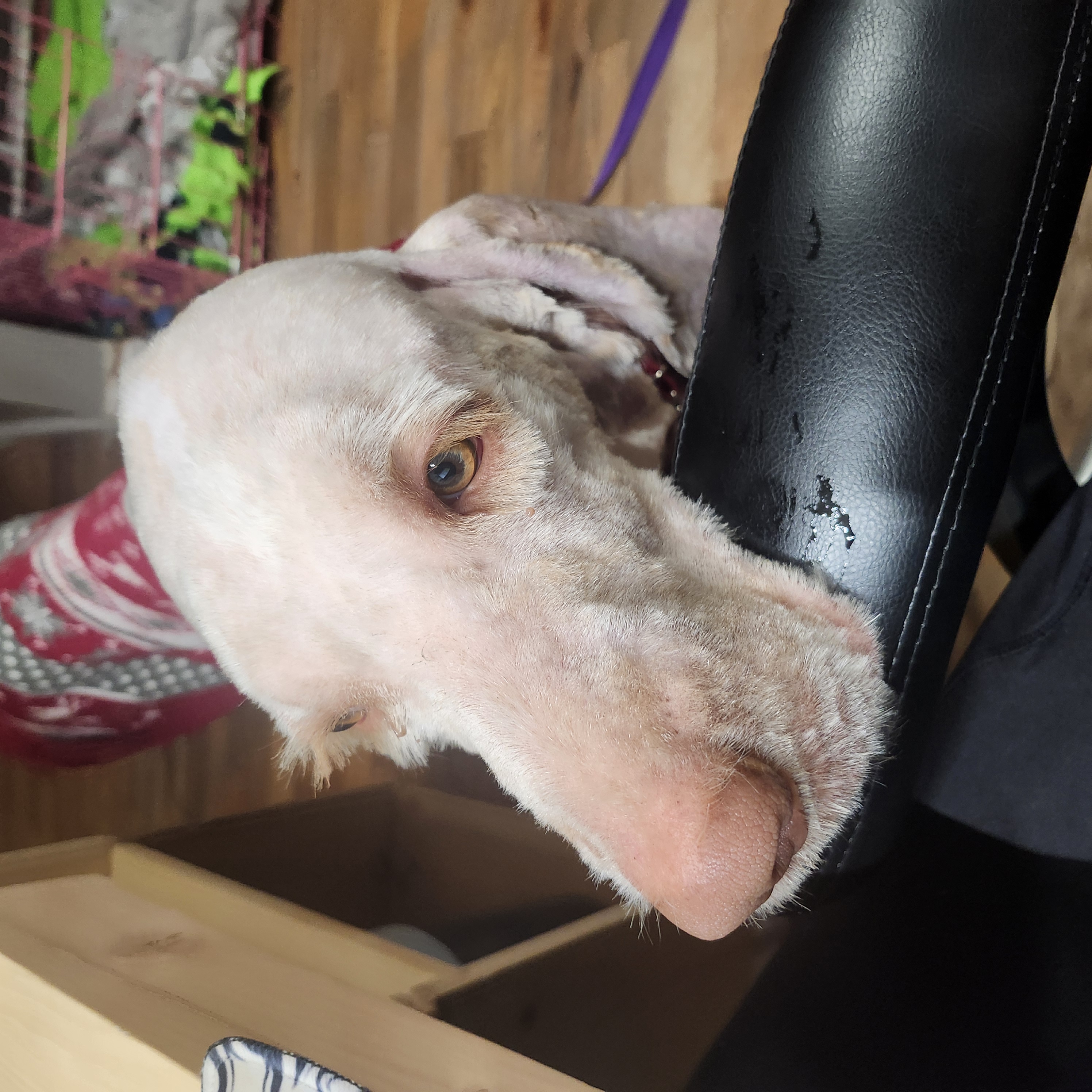 Picture of the Animal Listed