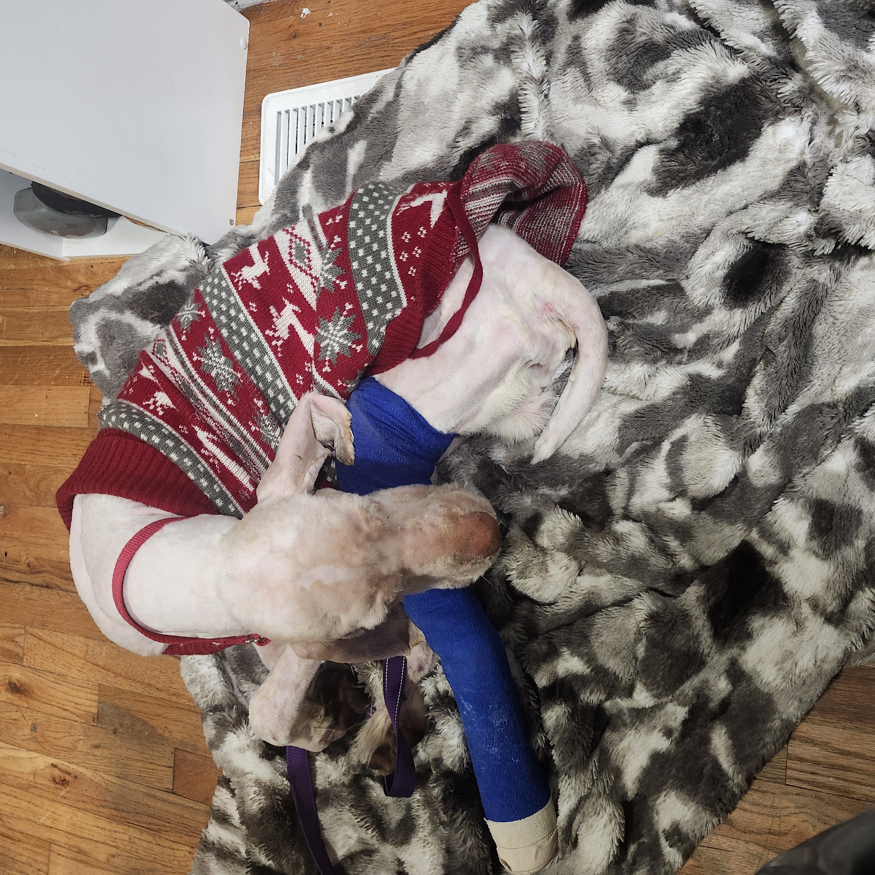 Picture of the Animal Listed