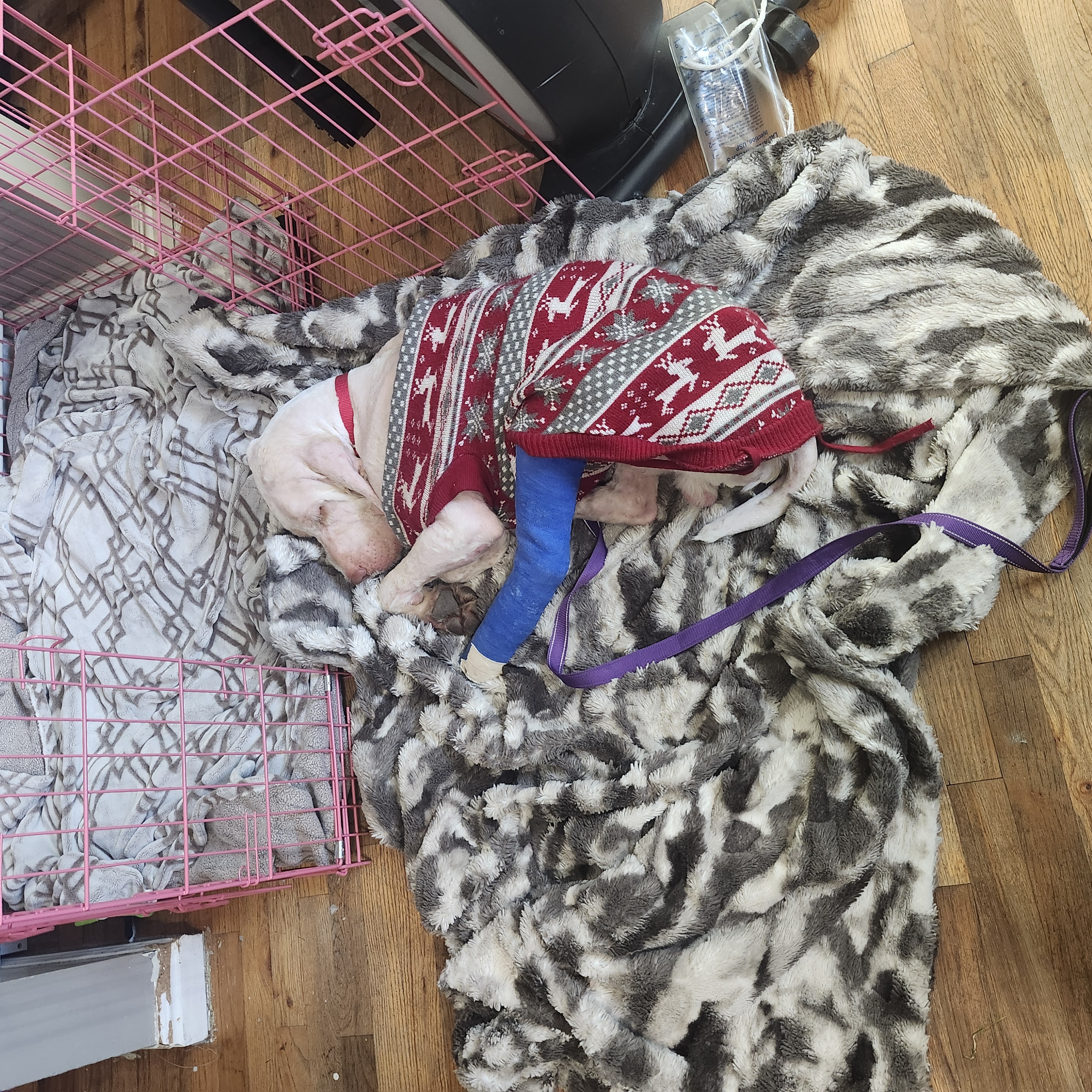 Picture of the Animal Listed