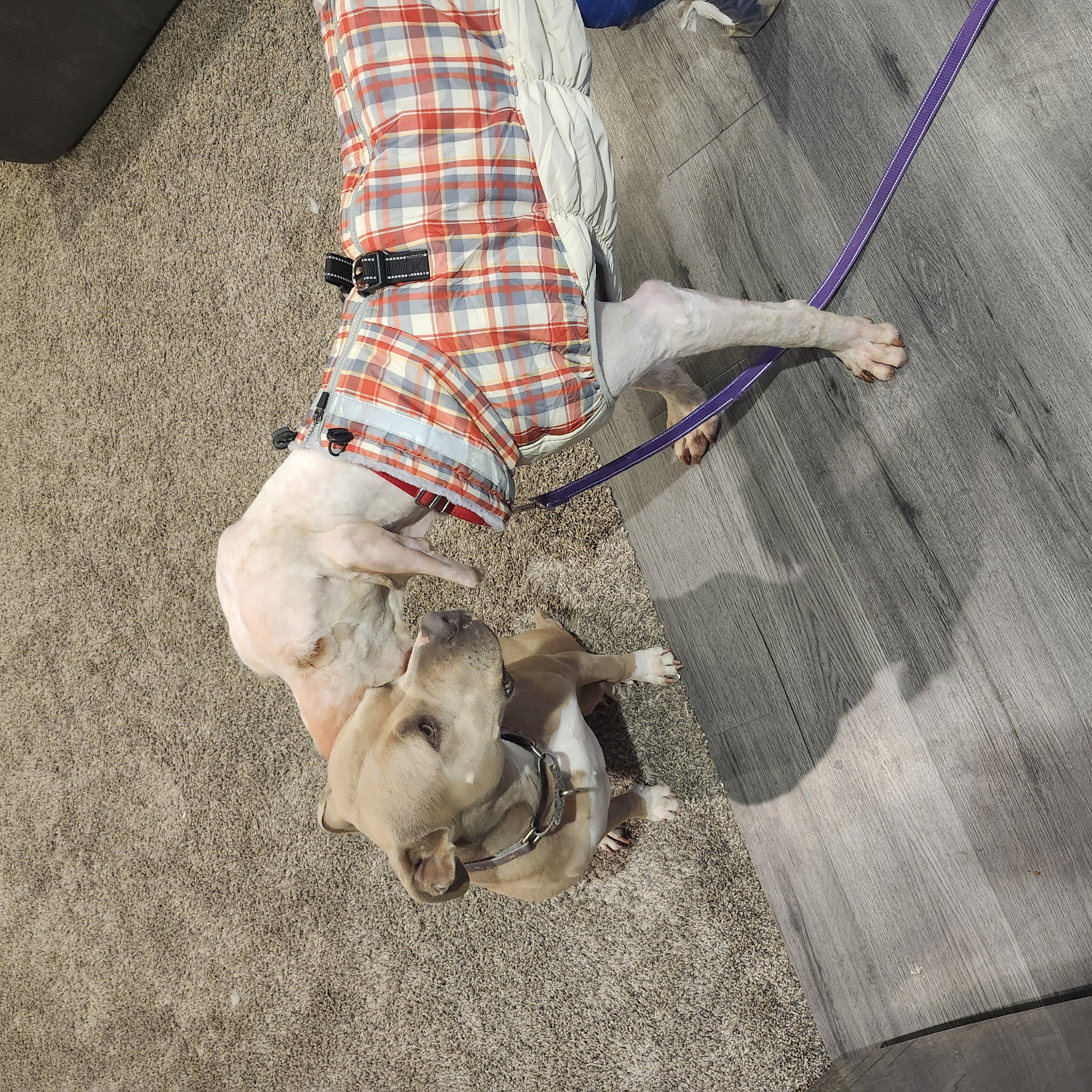 Picture of the Animal Listed