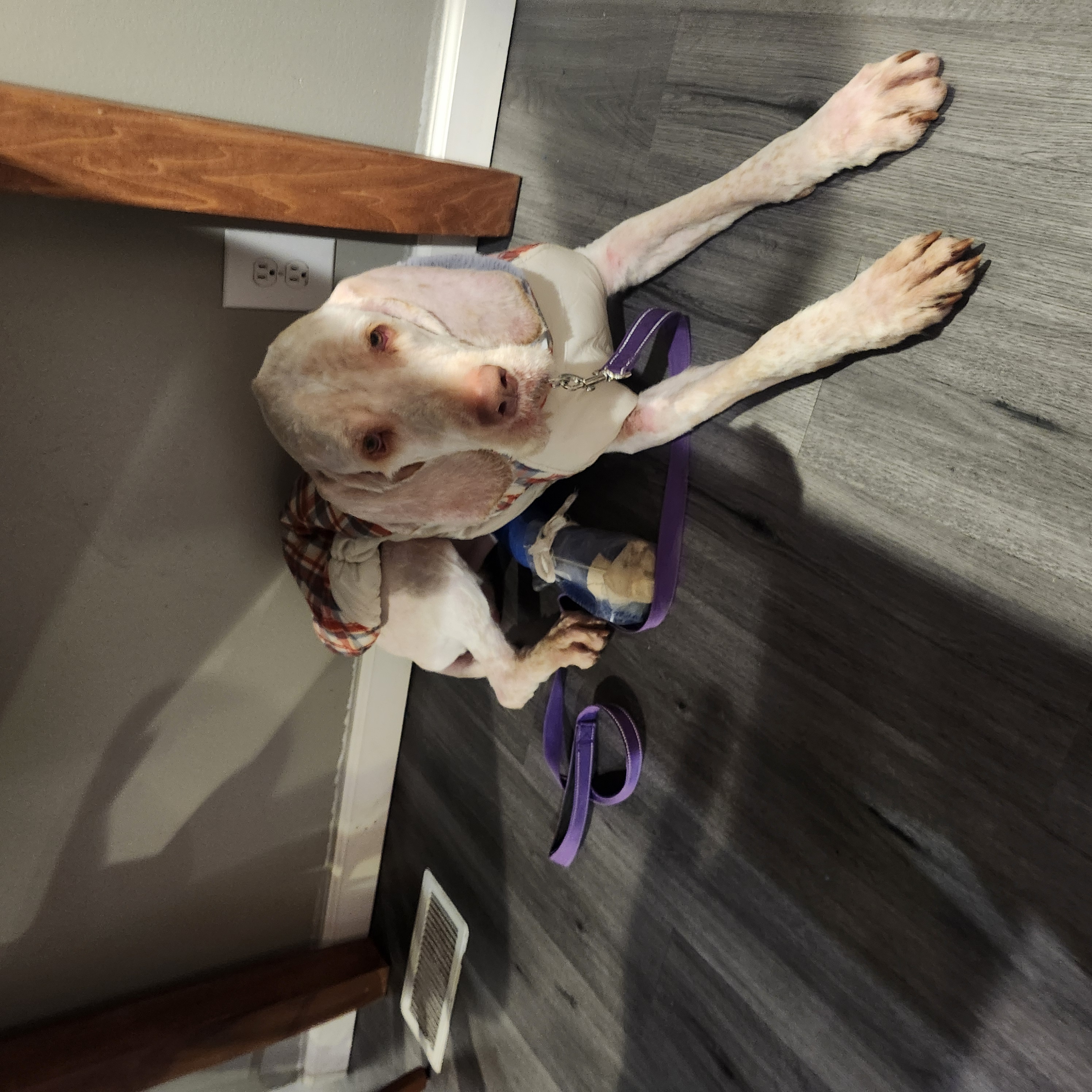 Picture of the Animal Listed