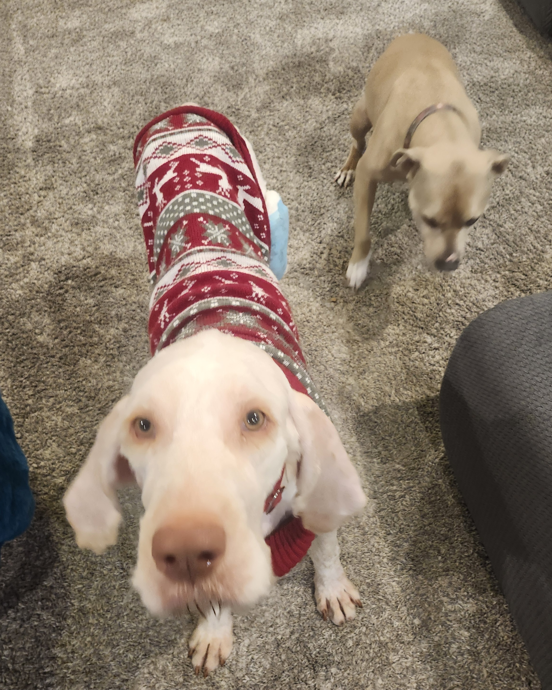 Picture of the Animal Listed