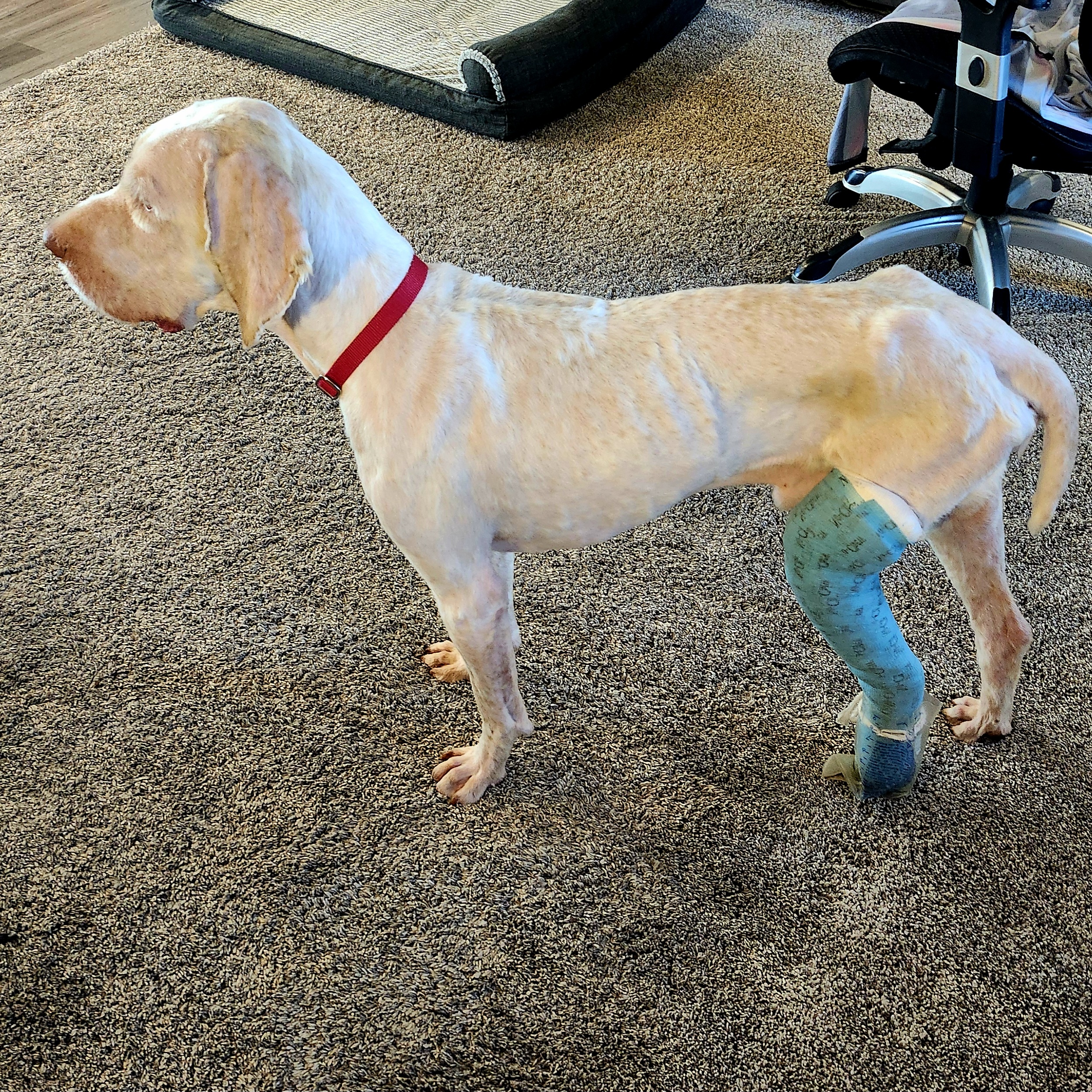 Picture of the Animal Listed