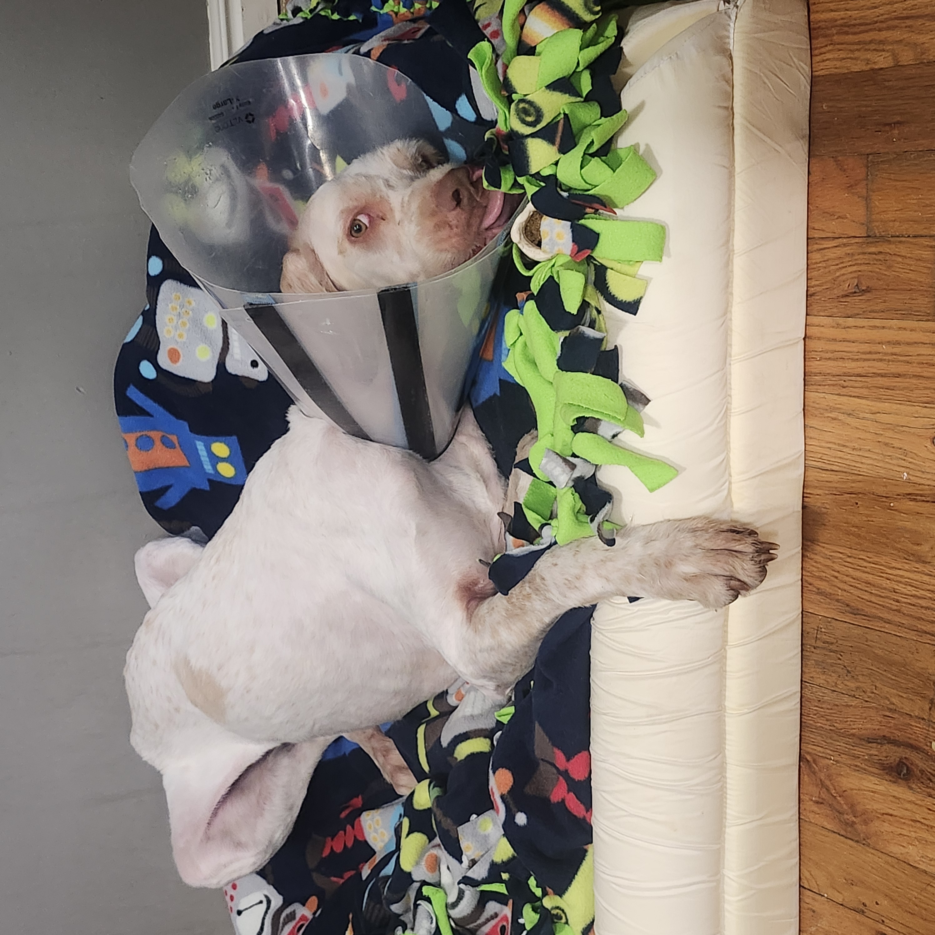 Picture of the Animal Listed