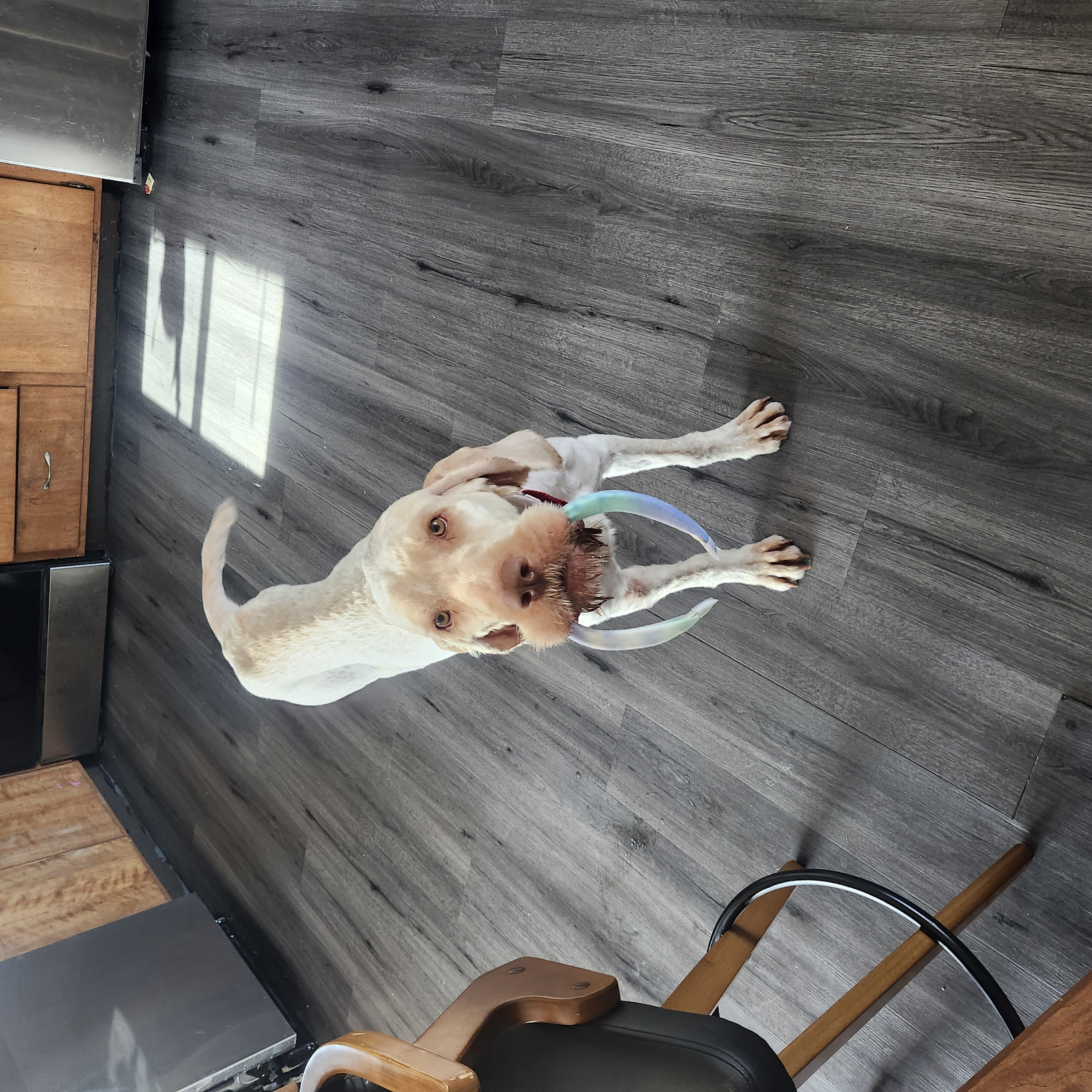 Picture of the Animal Listed